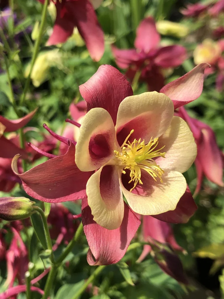Close-up of a multicolored flower with pale yellow and pinkish-red petals and prominent yellow stamens, surrounded by green foliage.