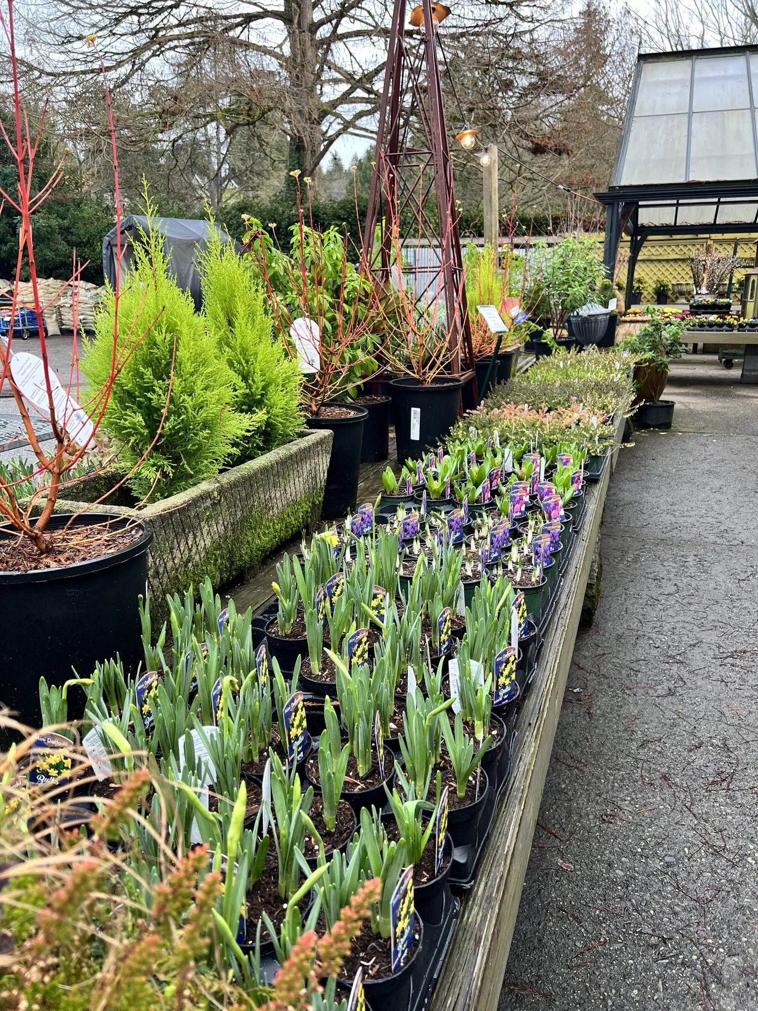 A garden center outdoor display of potted plants and flowers on wooden tables with a greenhouse structure in the background.