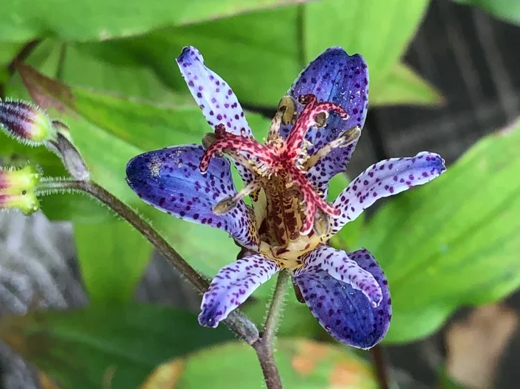 Close-up of a colorful flower with purple and white petals, and a small crab spider in the center.