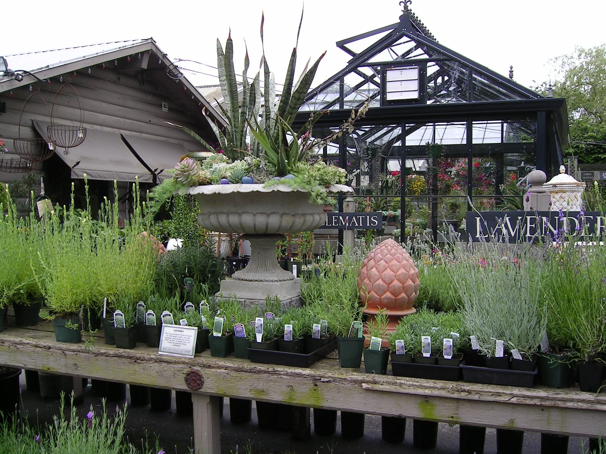 Display of potted plants, orchids, and succulents at a garden center, with signs indicating plant types and prices.