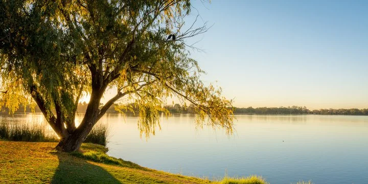 A peaceful lakeside scene with a large tree on the left, calm water, and a clear sky at sunset or sunrise.