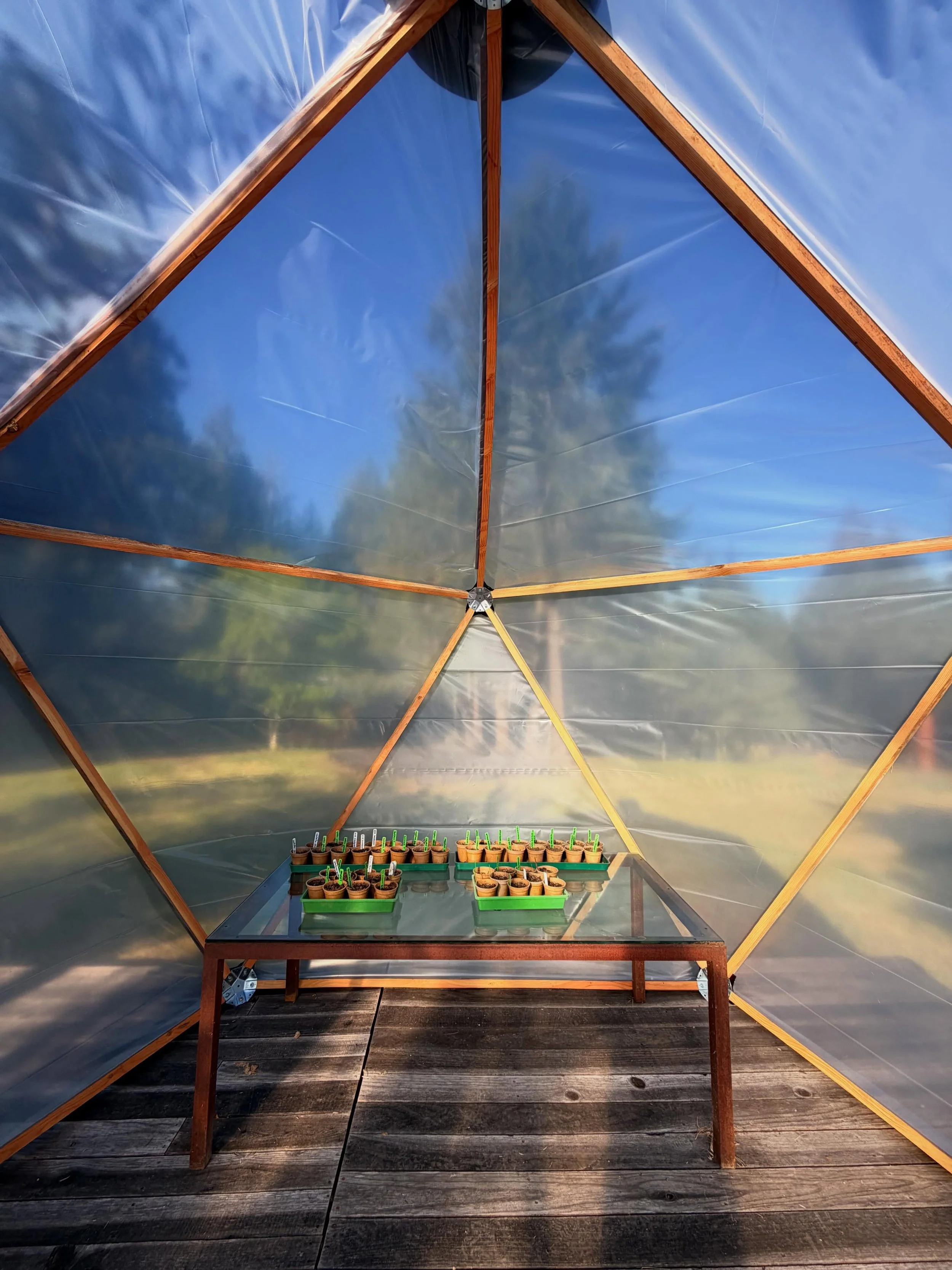 Geodesic dome raised, green housing in effect and some late seed starts begun! Thank you @christopherwkirkham and @eric.ams
