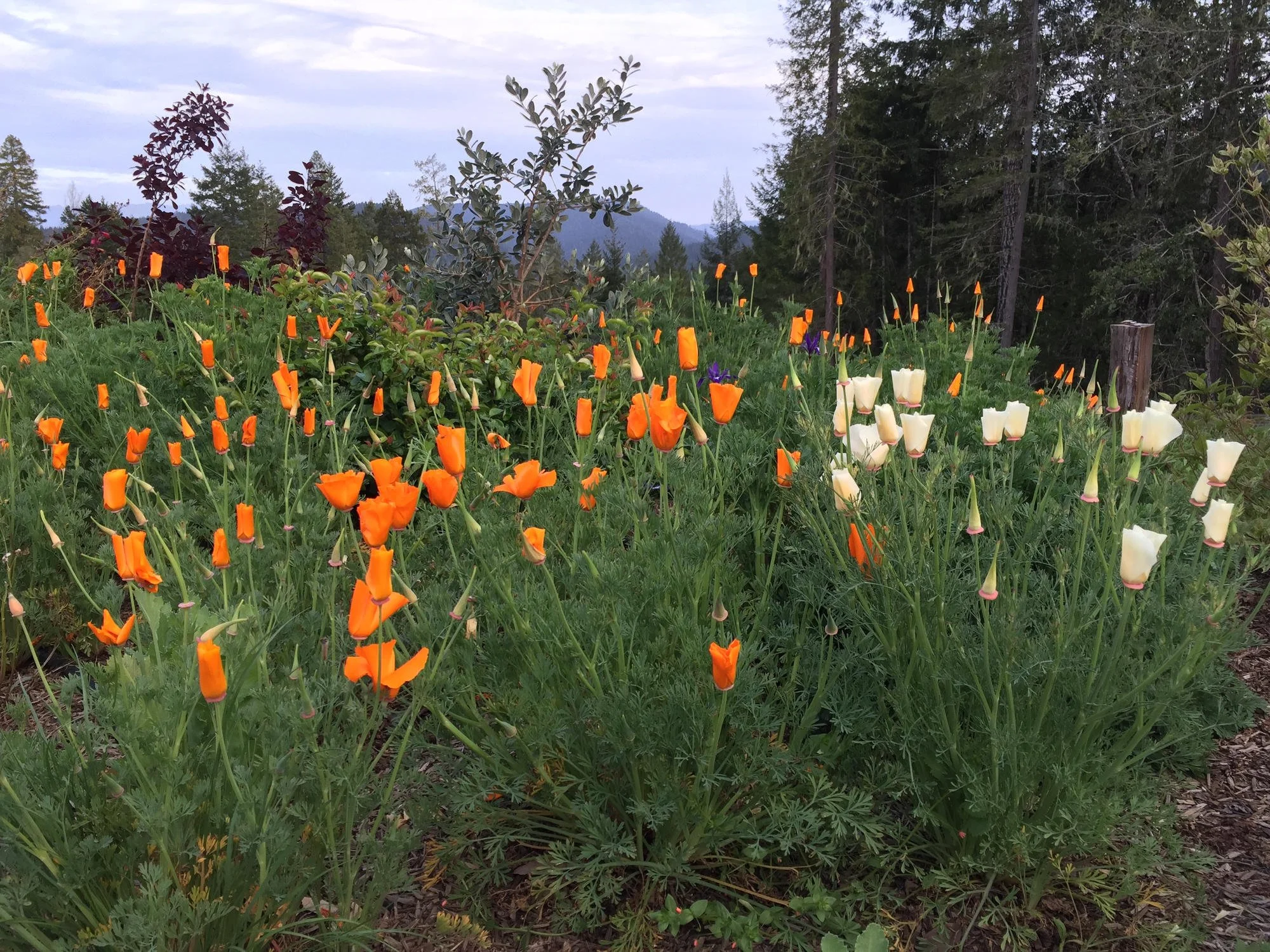 California poppies in spring_result.jpg