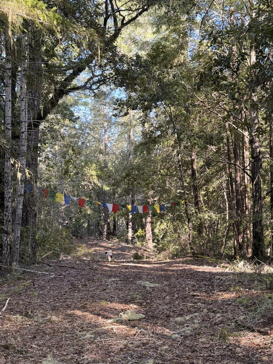 1The oaks hiking trail with Odin and prayer flags_result.jpg