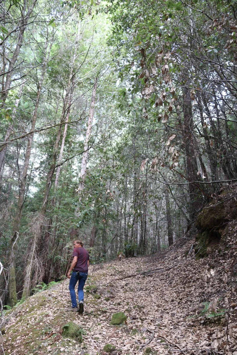 1OG hiking trail _result.jpg