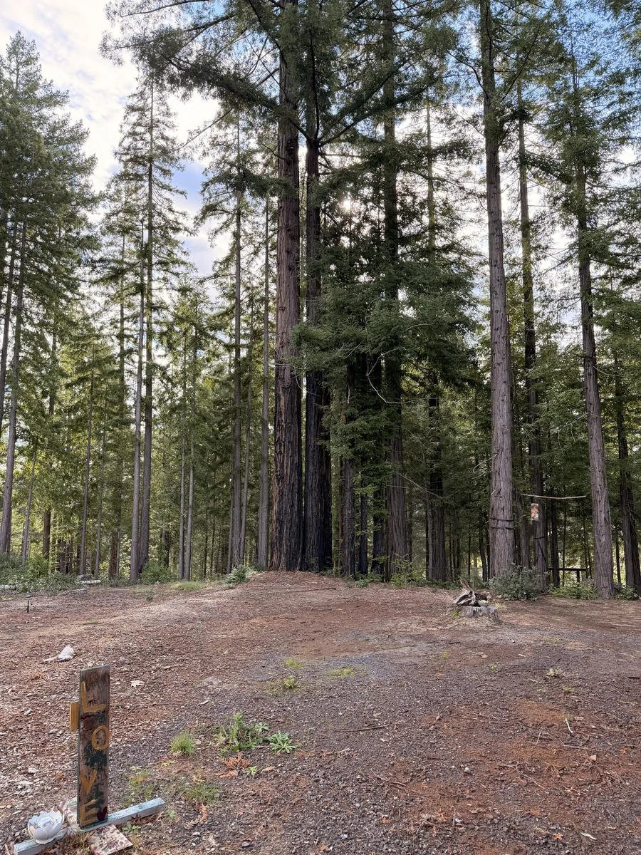 1View of redwood trees from between movement studio and think tank_result.jpg