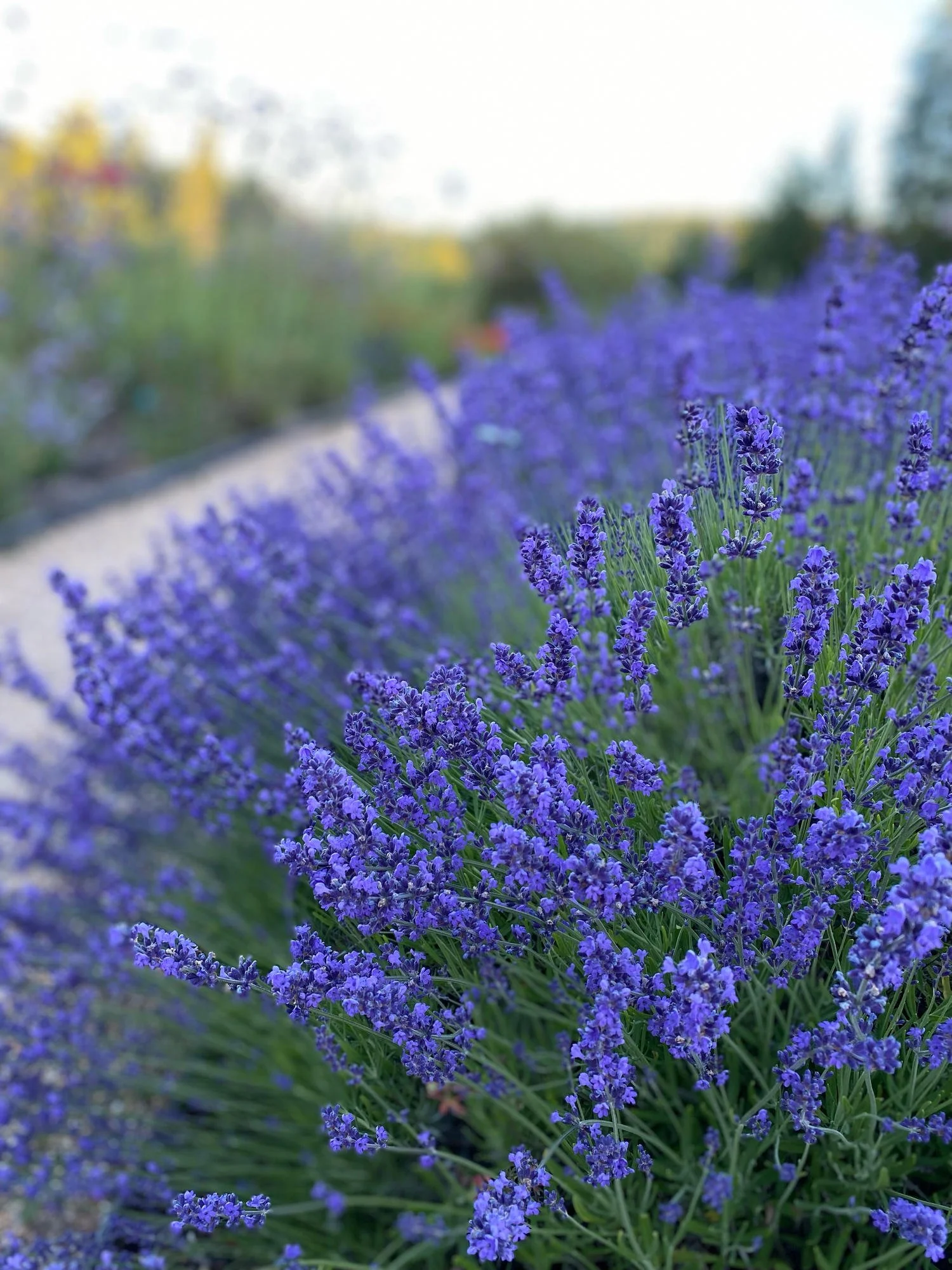 Lavender_result.jpg