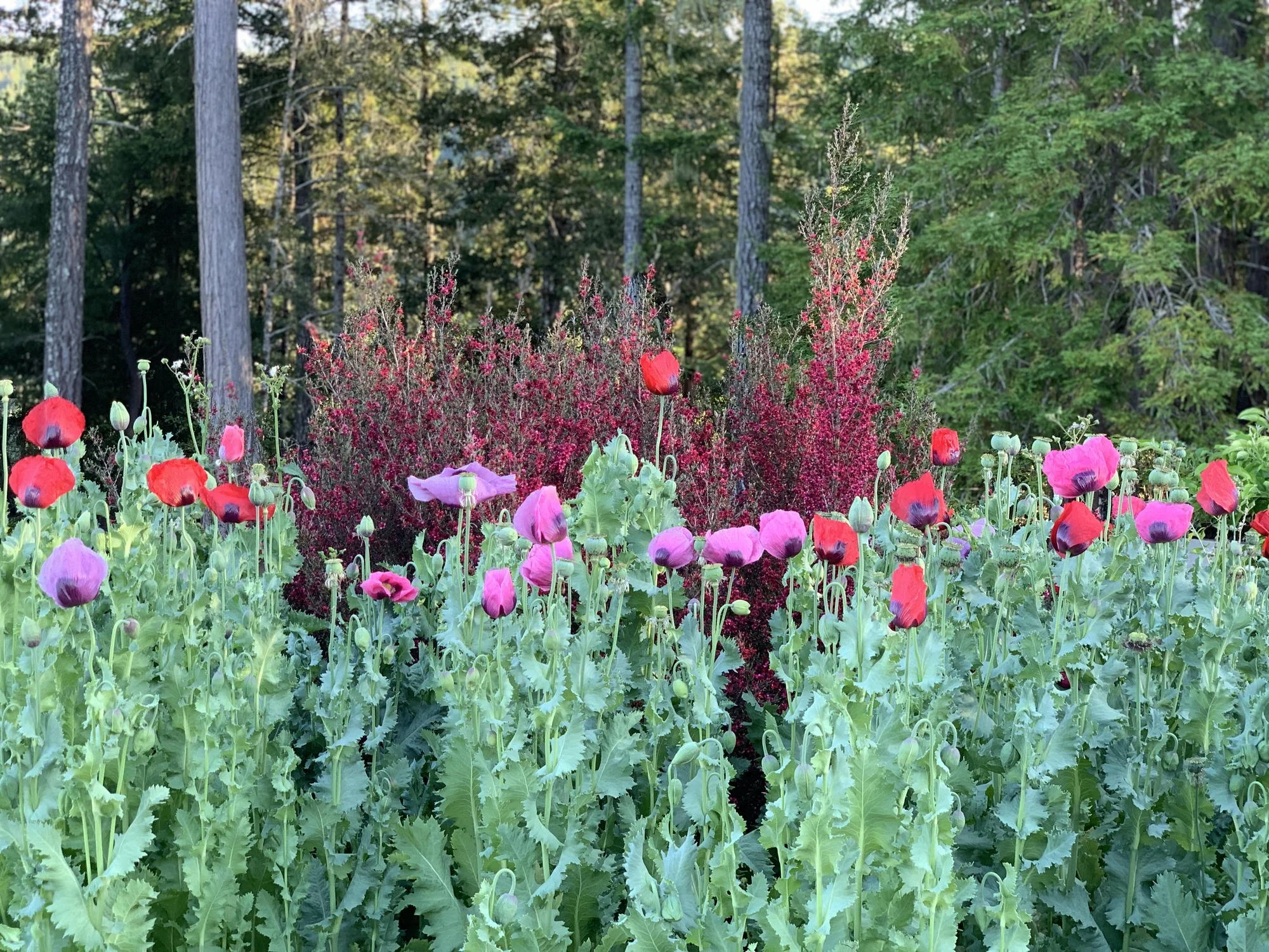Poppies and forest _result.jpg