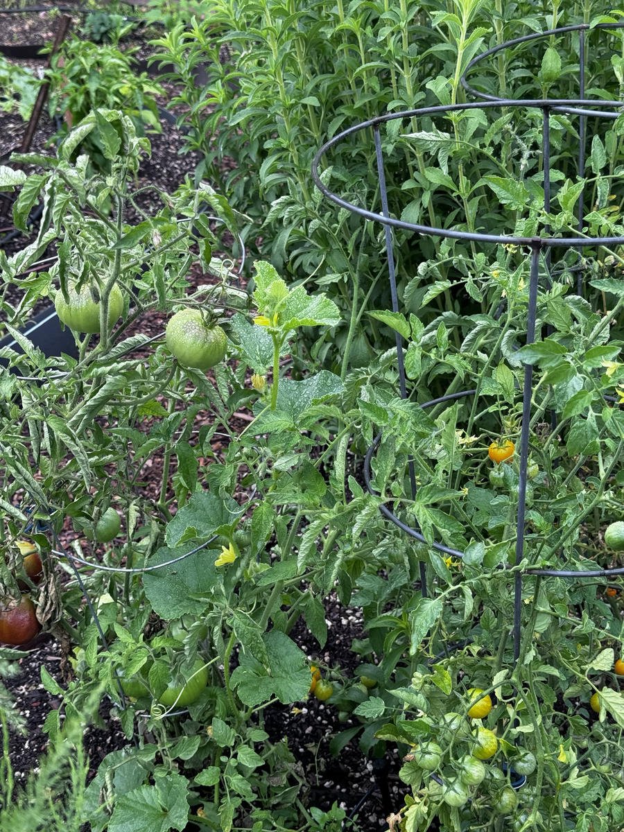 1Tomatoes in vegetable garden_result.jpg