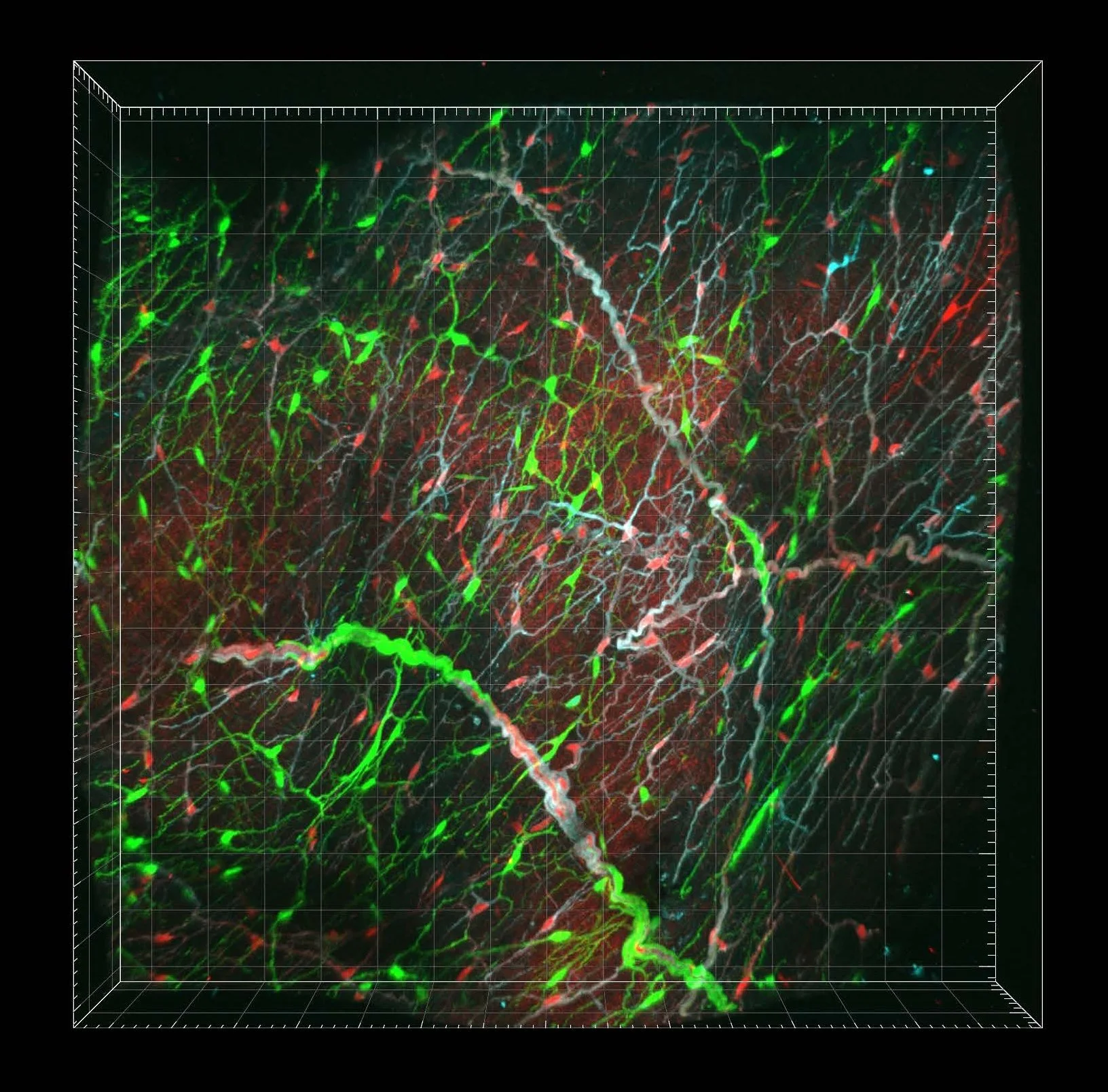 3D visualization of neurons with green, red, and blue staining patterns showing neural networks or brain cells.