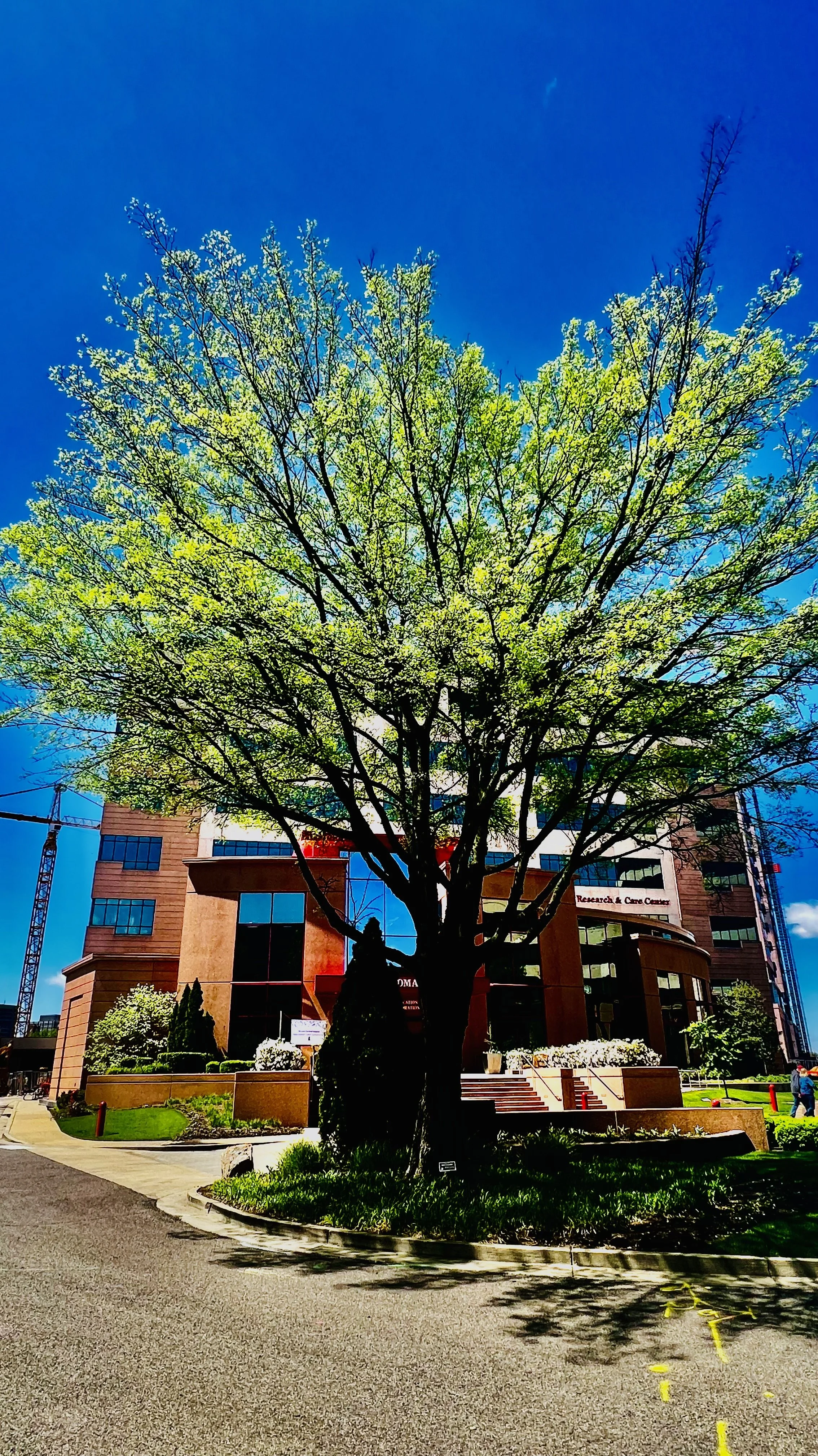 A large tree with bright green leaves in front of a modern multi-story building with glass windows and a brick facade, under a deep blue sky.