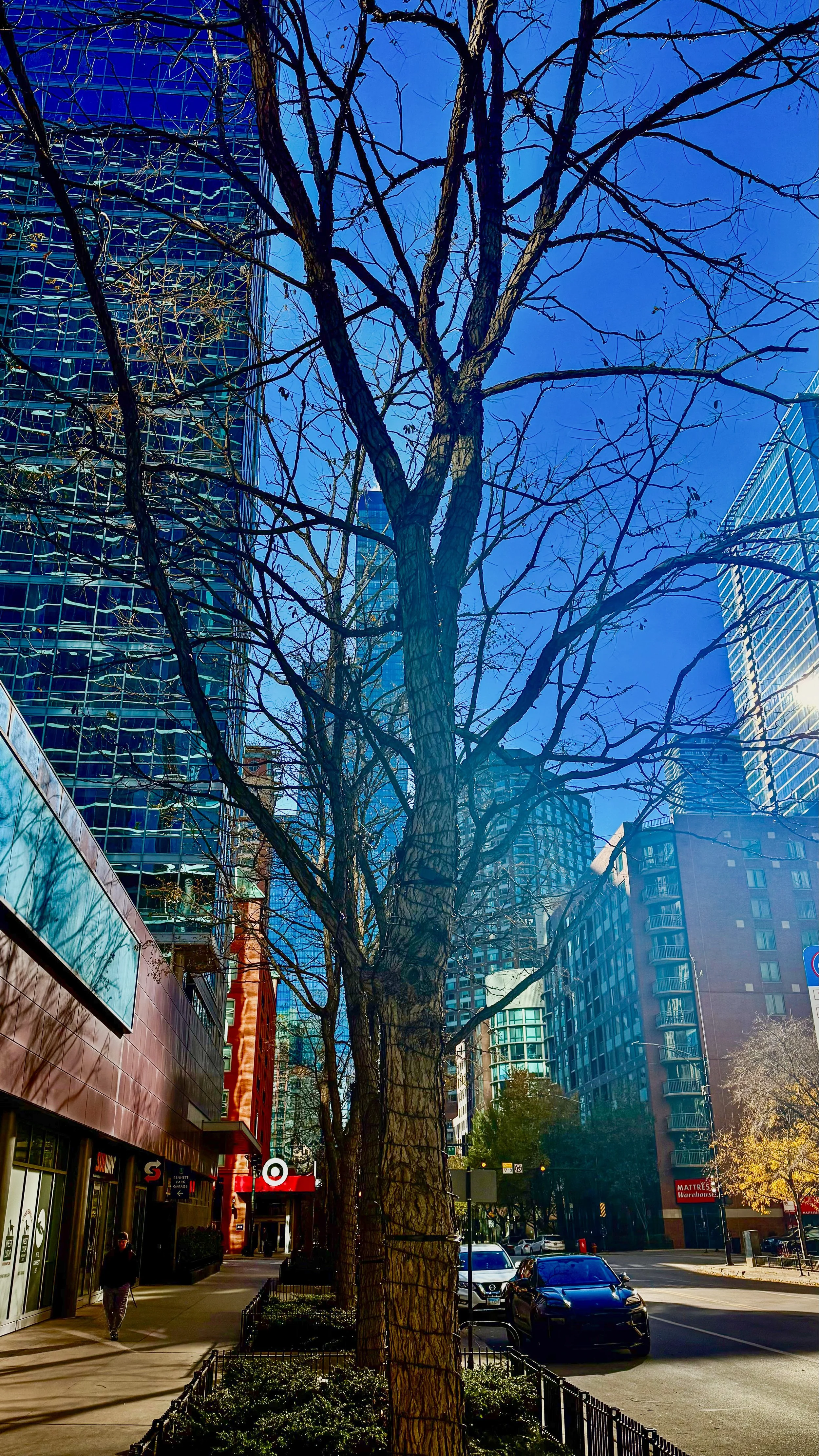 Leafless tree on a city street with tall modern glass buildings and blue sky in the background.