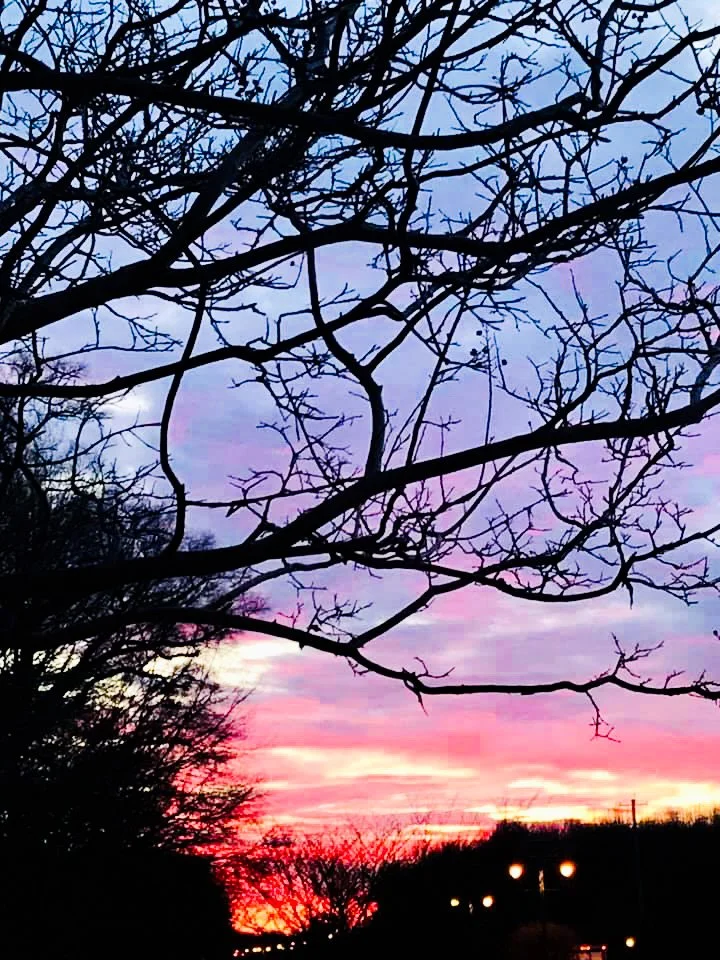 Silhouetted tree branches against a colorful sunset sky with shades of pink, purple, and orange.