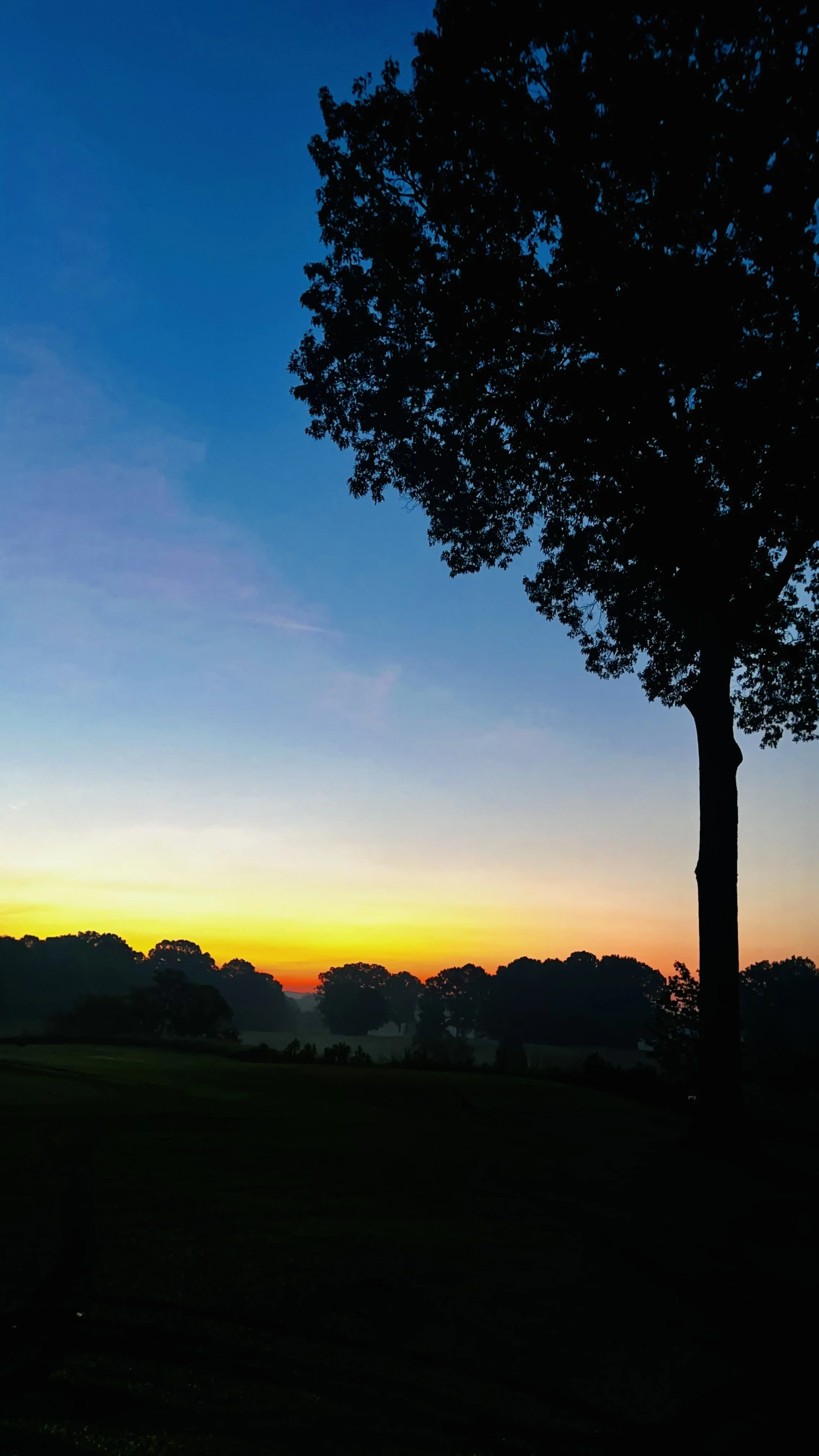 Silhouette of a tree against a sunset sky with a gradient of blue, orange, and yellow hues over a landscape with more trees and a grassy field.