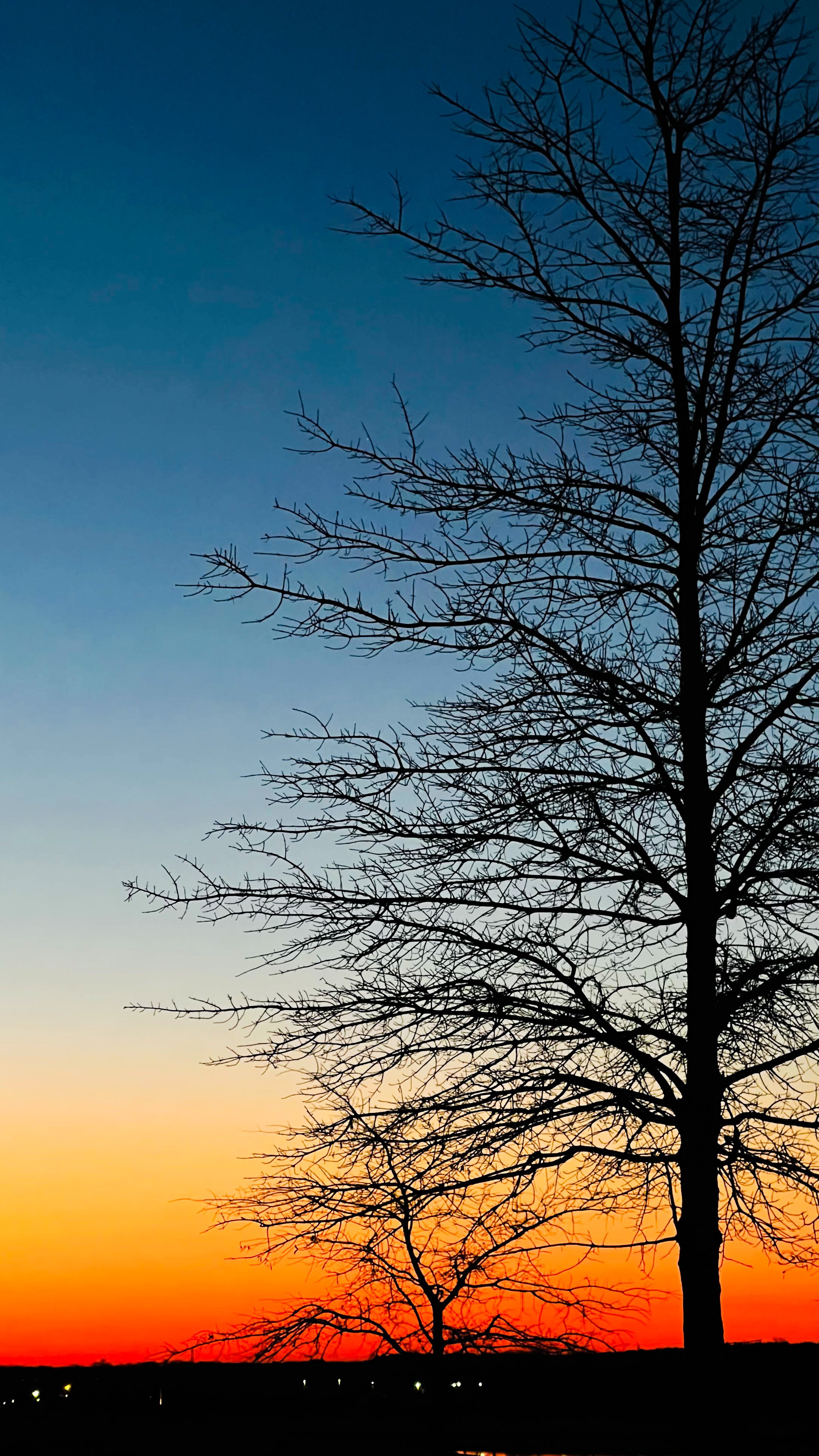 Silhouette of leafless trees against a colorful sunset sky with blue, yellow, and orange hues.