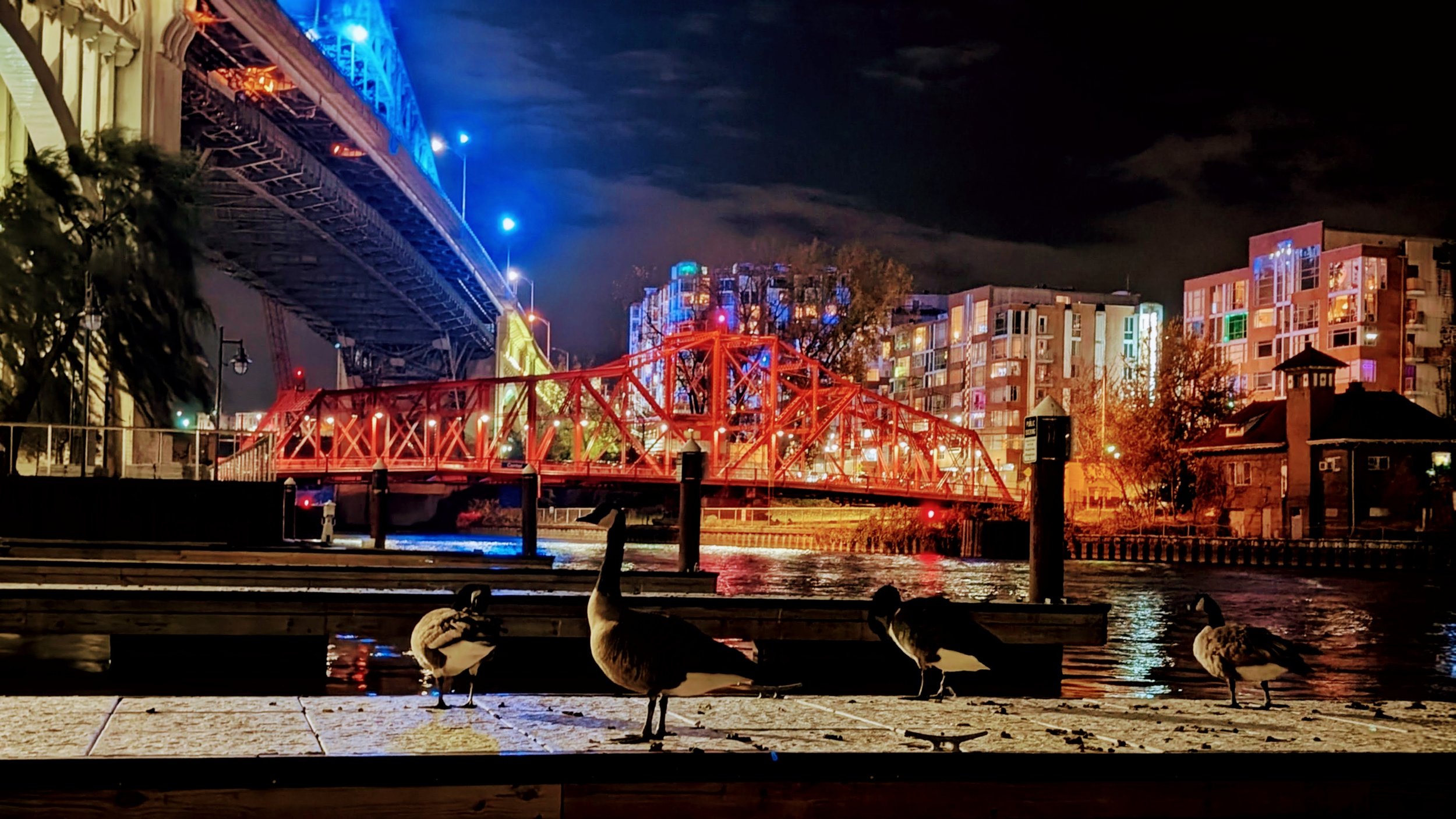 Cityscape at night with illuminated bridges and buildings, four ducks standing on a lakeside dock in the foreground.