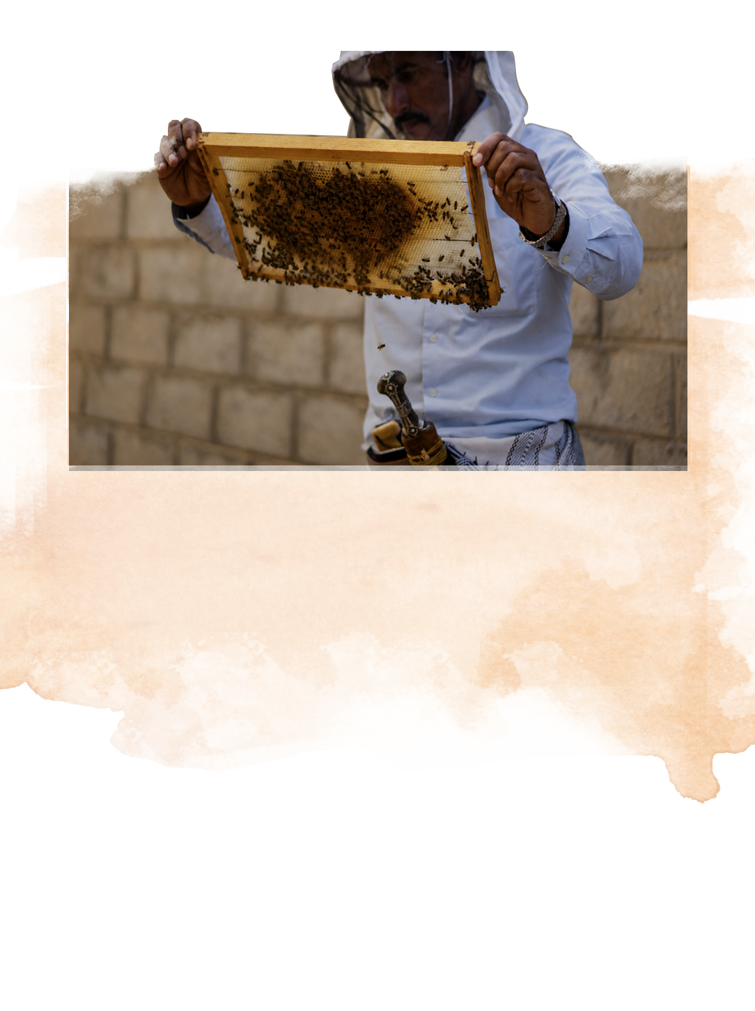 Beekeeper inspecting a honeycomb frame filled with bees, wearing protective clothing and veil.
