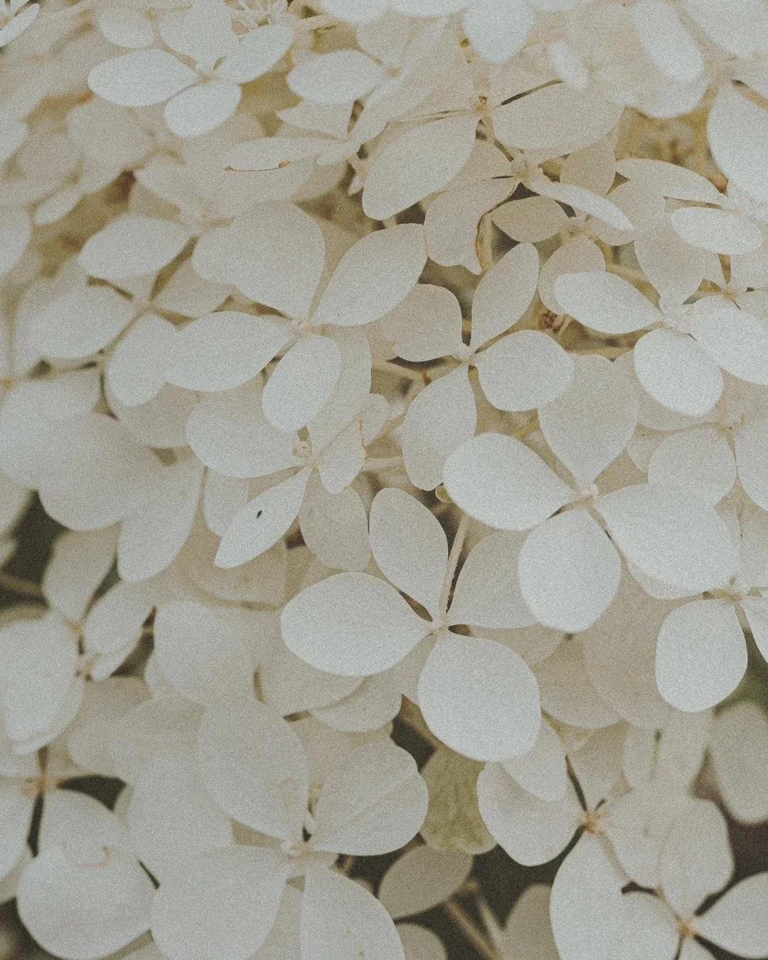 Close-up of white hydrangea flowers with small, round petals.