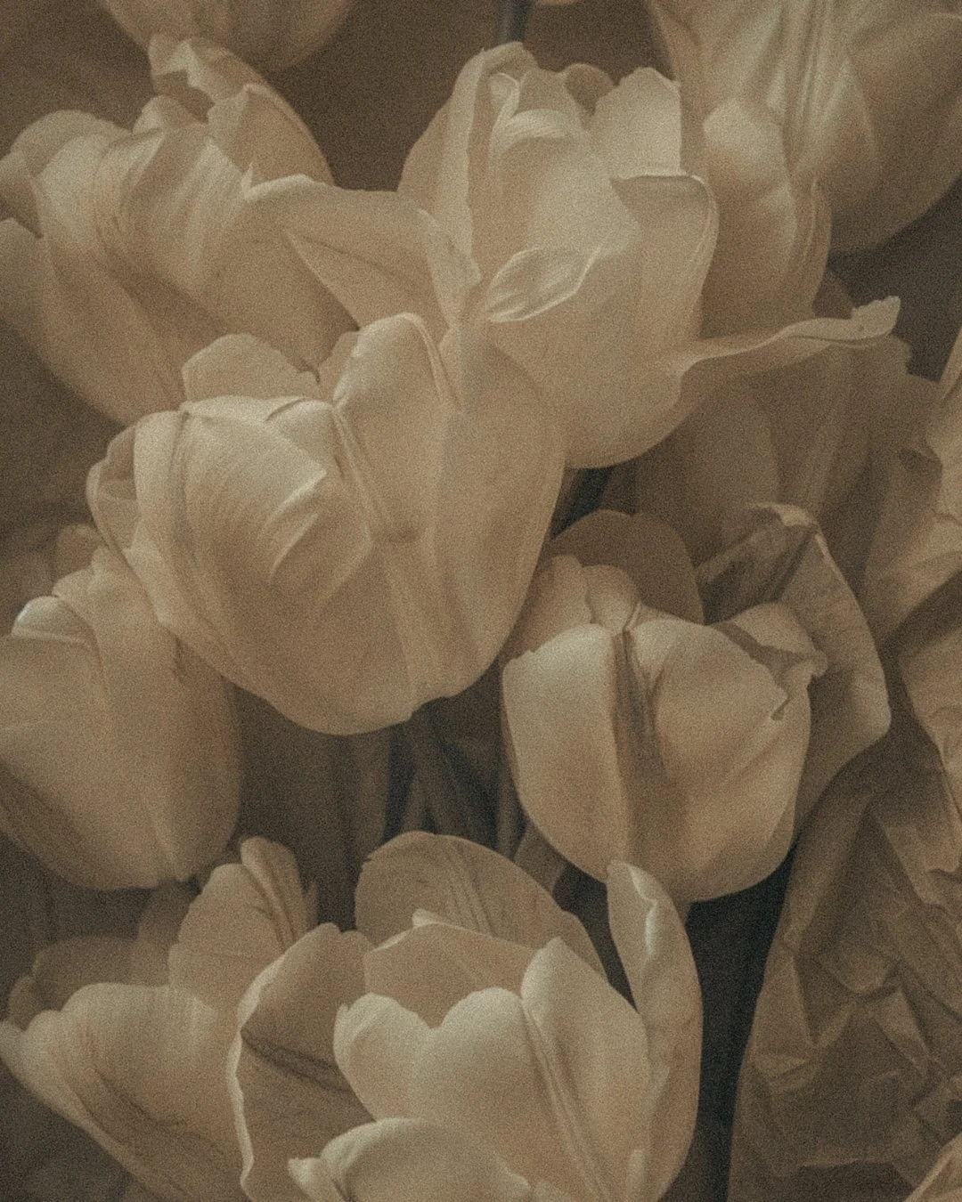 Close-up of white tulips with soft lighting.