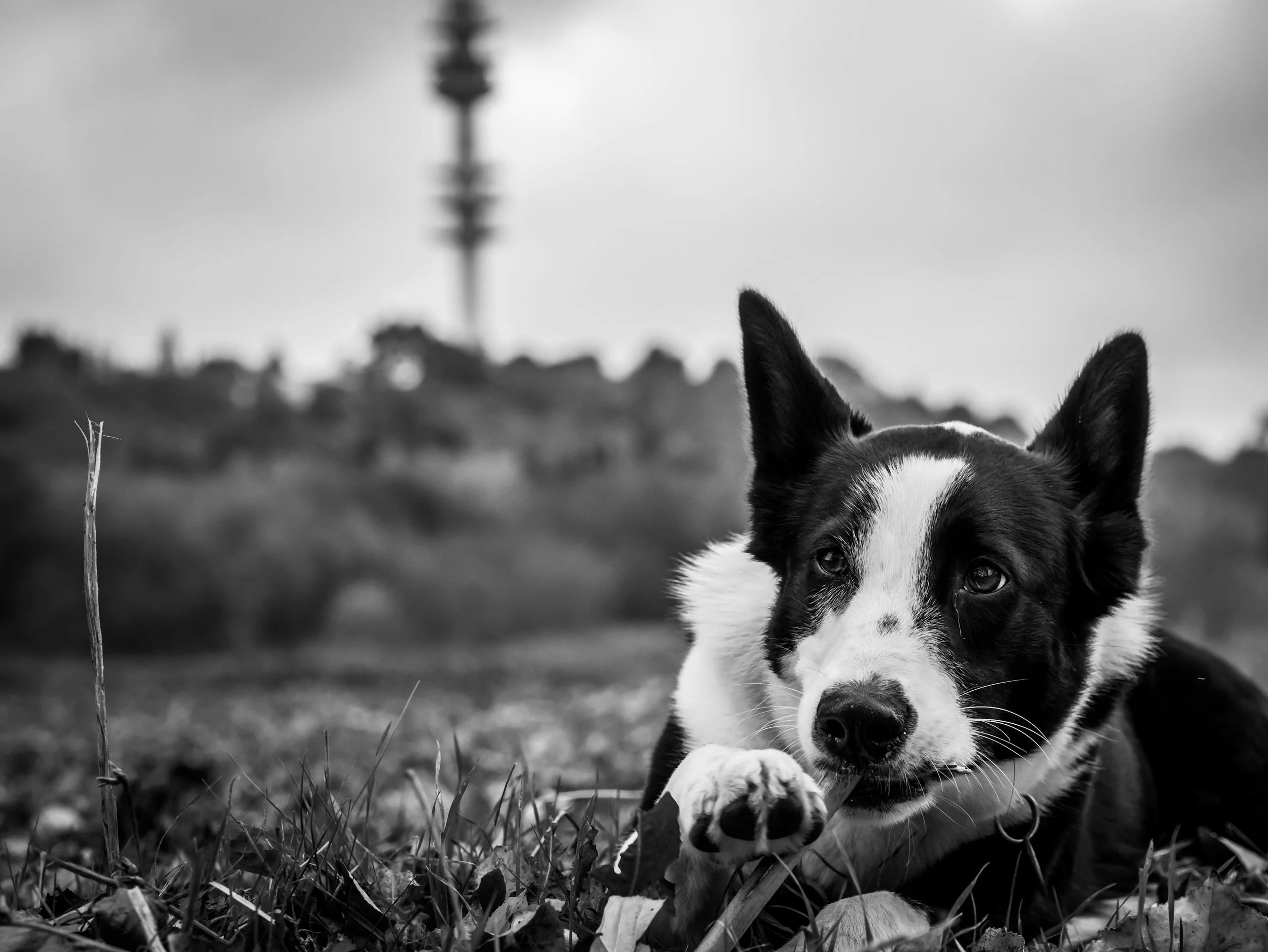 Black and white photo listening to a command being an obedient dog lying in grass, with a tower or antenna in the blurry background.
