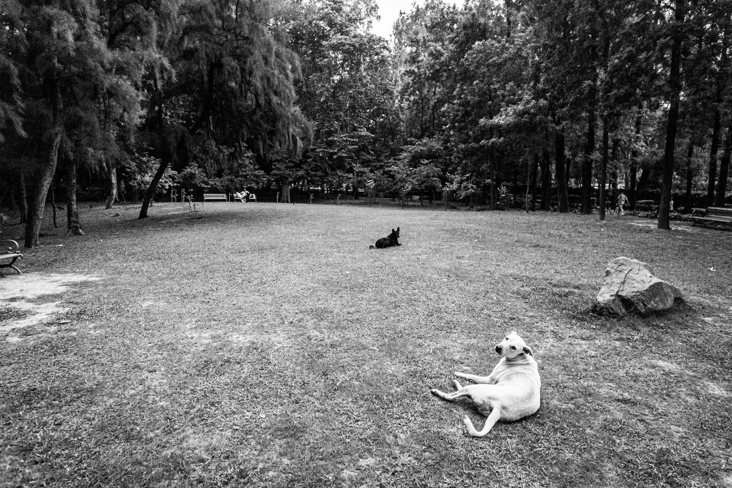 A park with two obedient well behaved dogs lying on the grass, surrounded by trees and benches in the background.