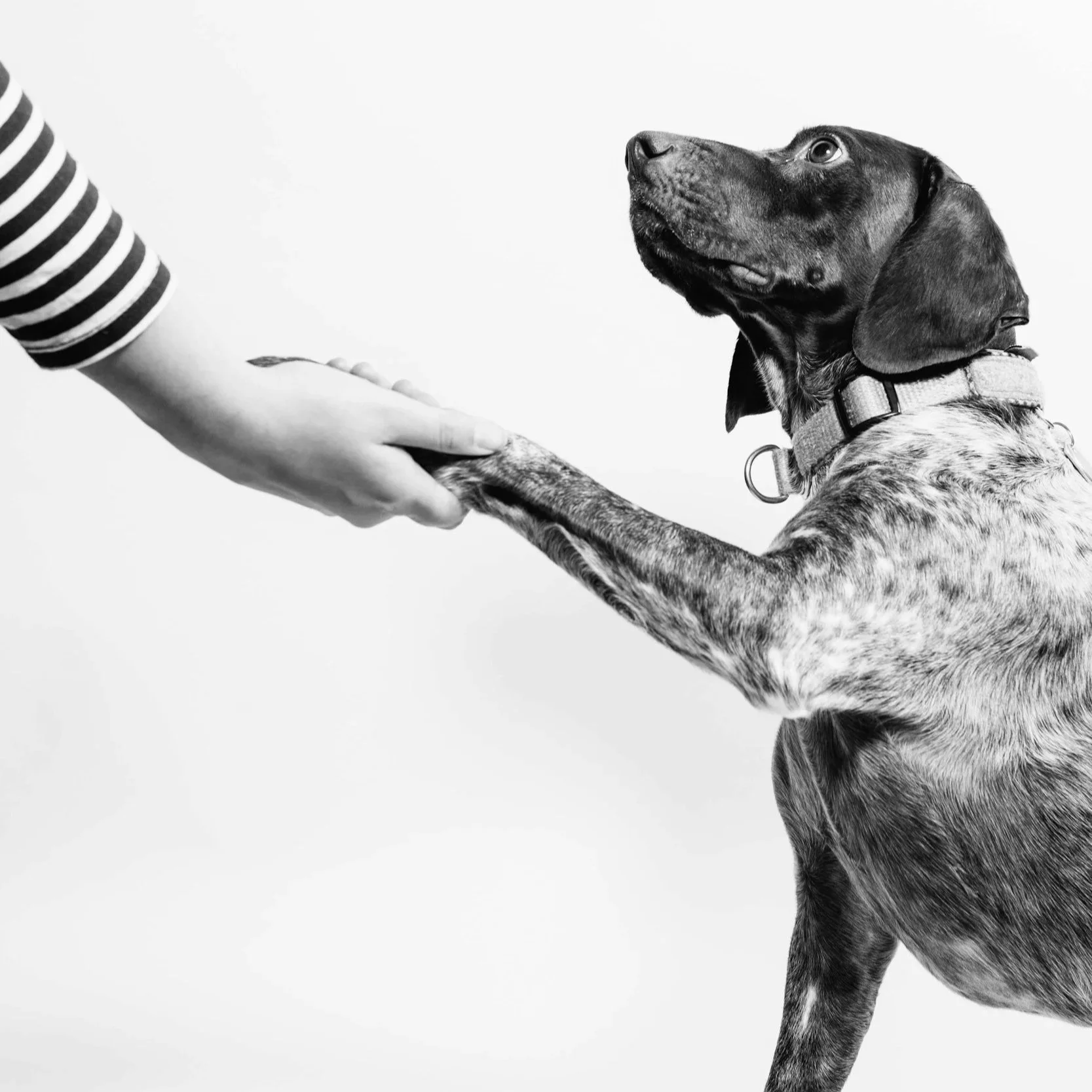 Black and white photo of an obedient dog sitting and holding the hand of a person wearing a striped shirt with its paw.