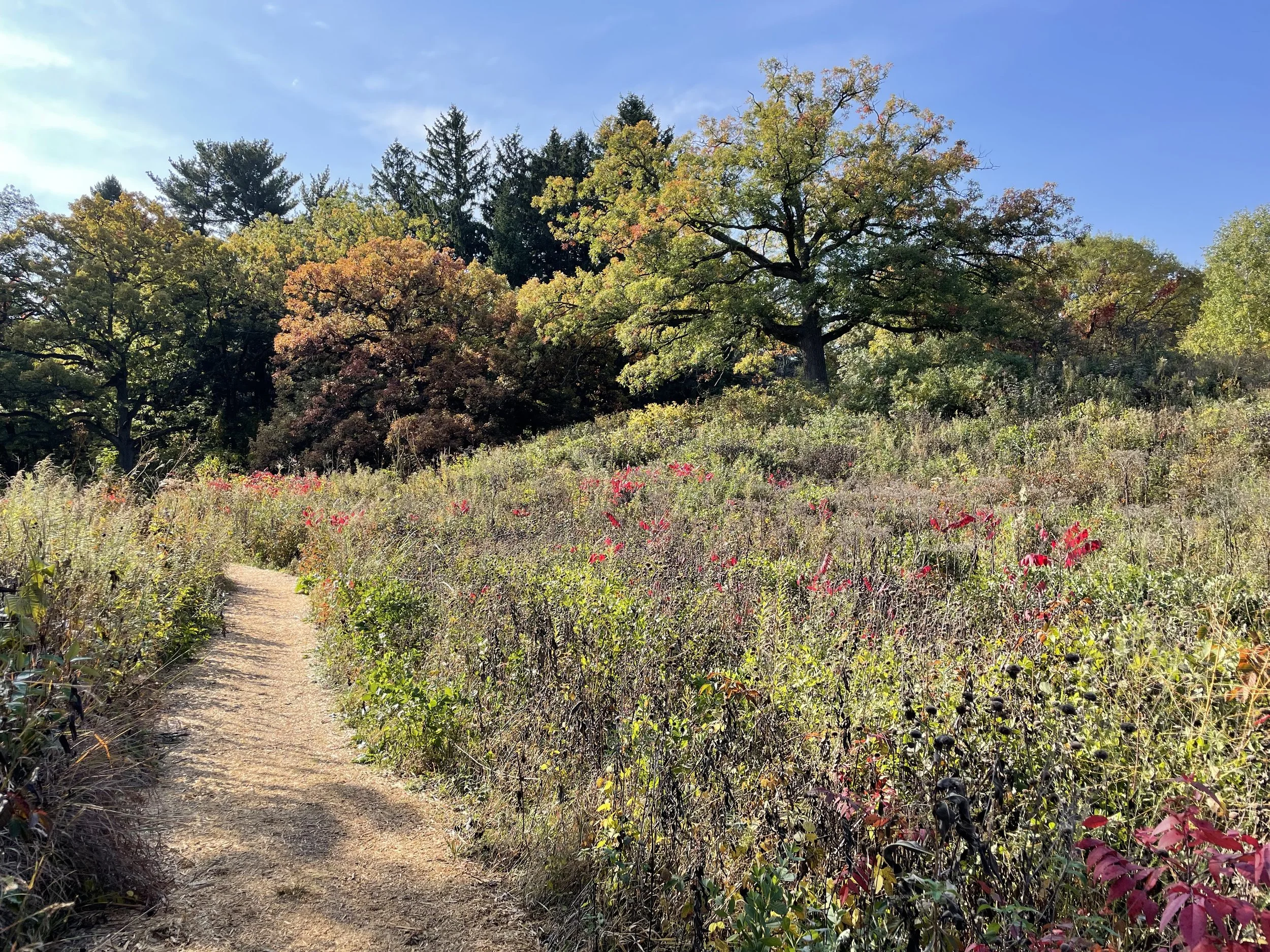 One Hour Spiritual Direction Session - (open to longer sessions)