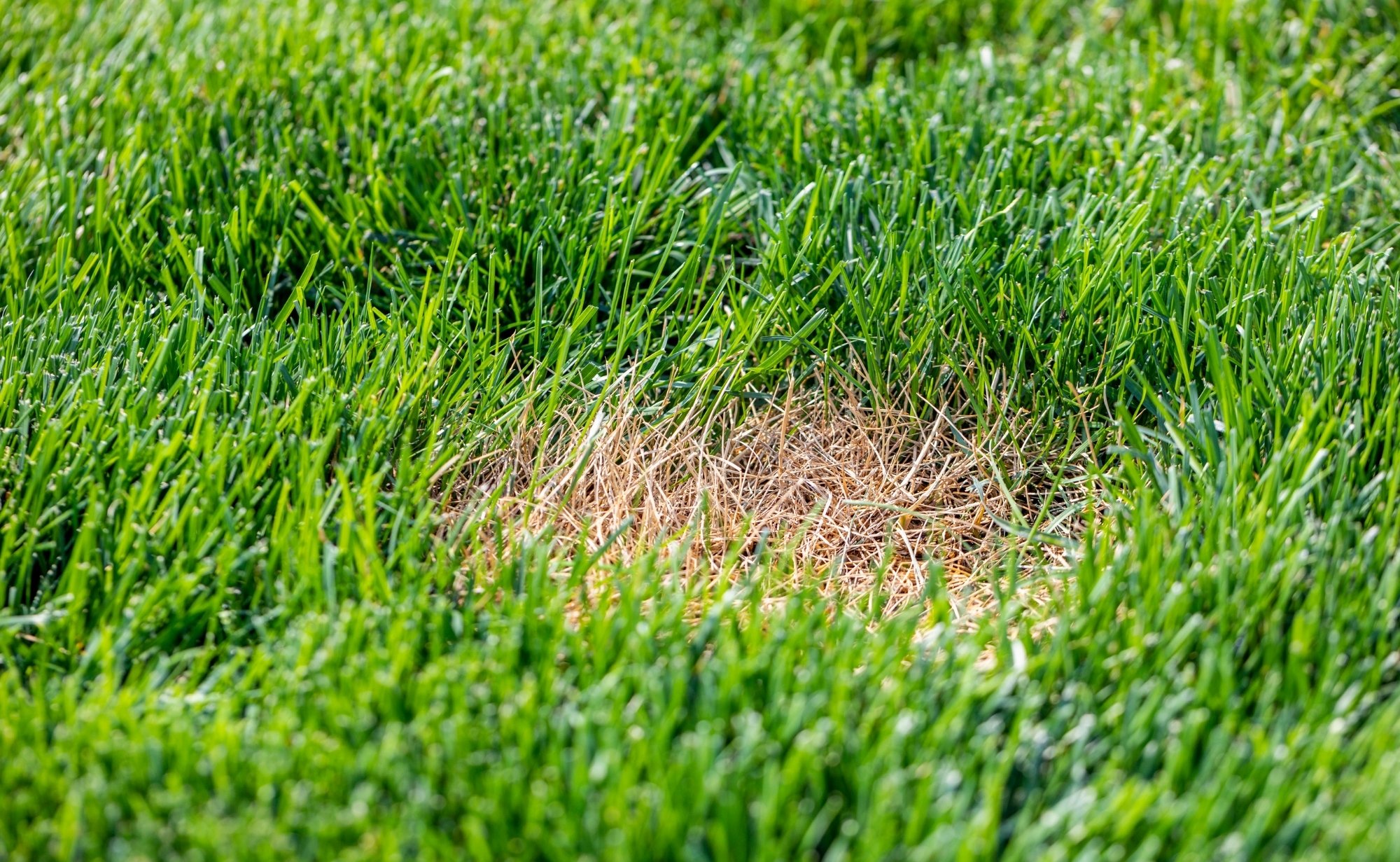 Professional lawn care restoring a healthy green lawn with areas showing summer sun damage