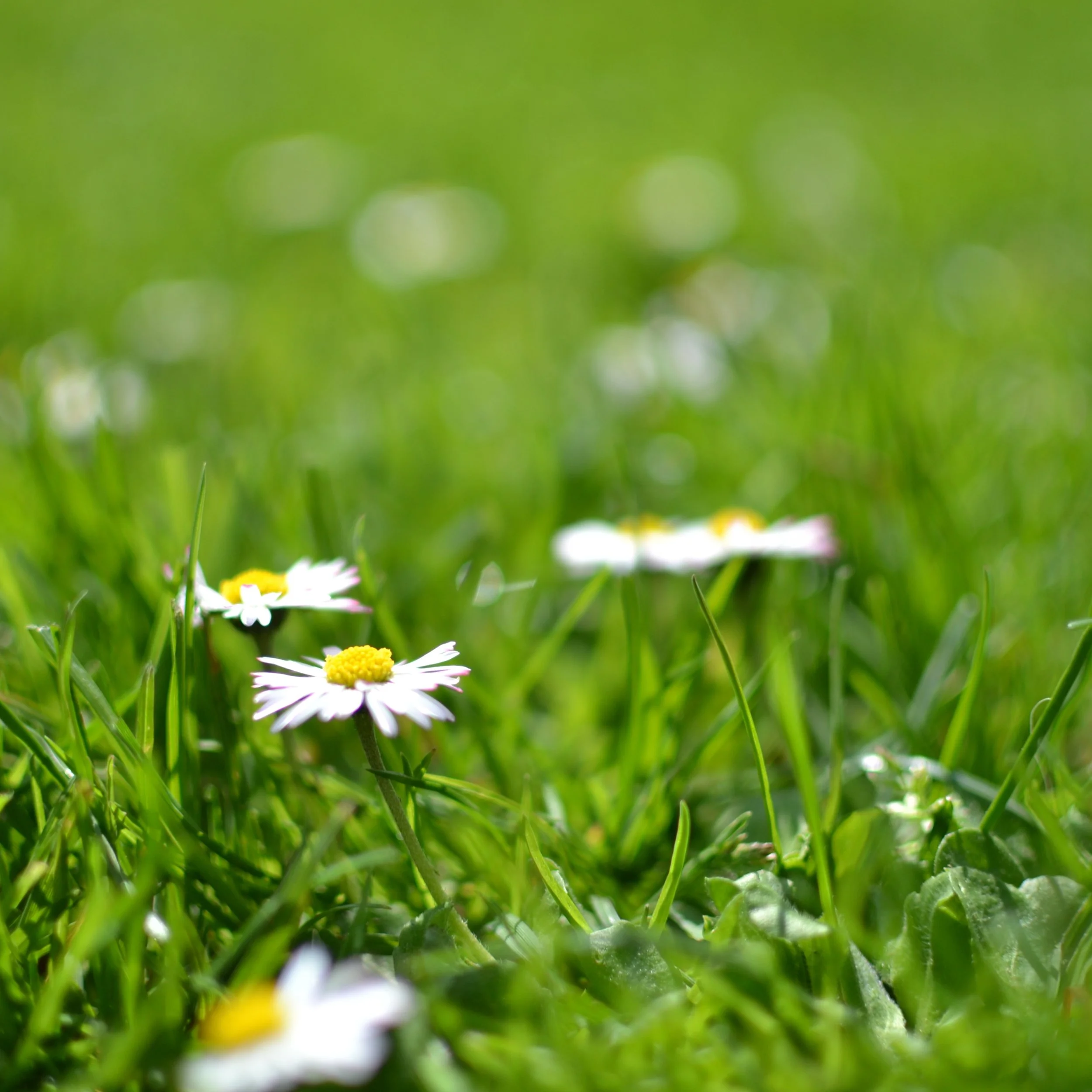 Spring Lawn Care Checklist for the High Country