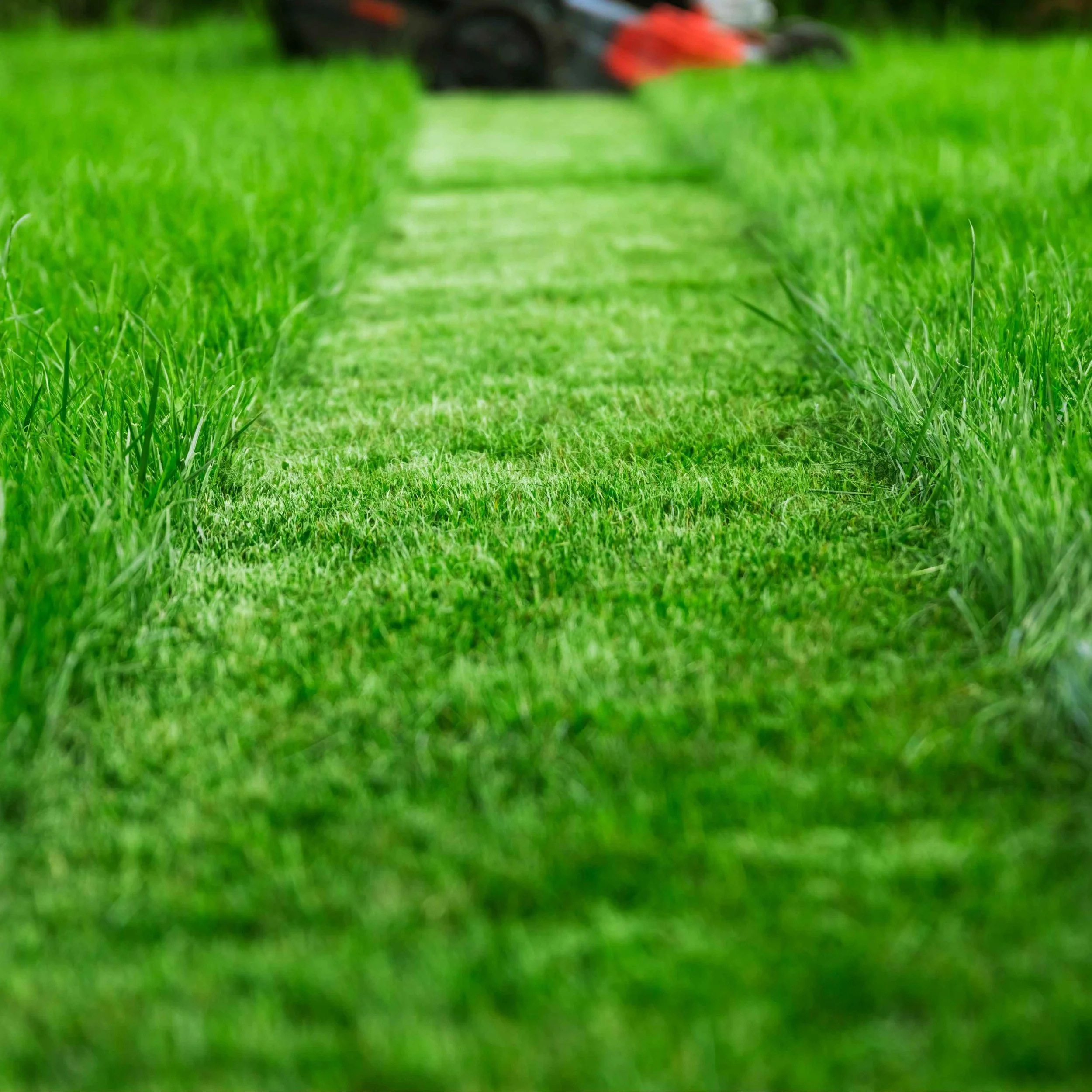 How Often Should You Mow Your Lawn?