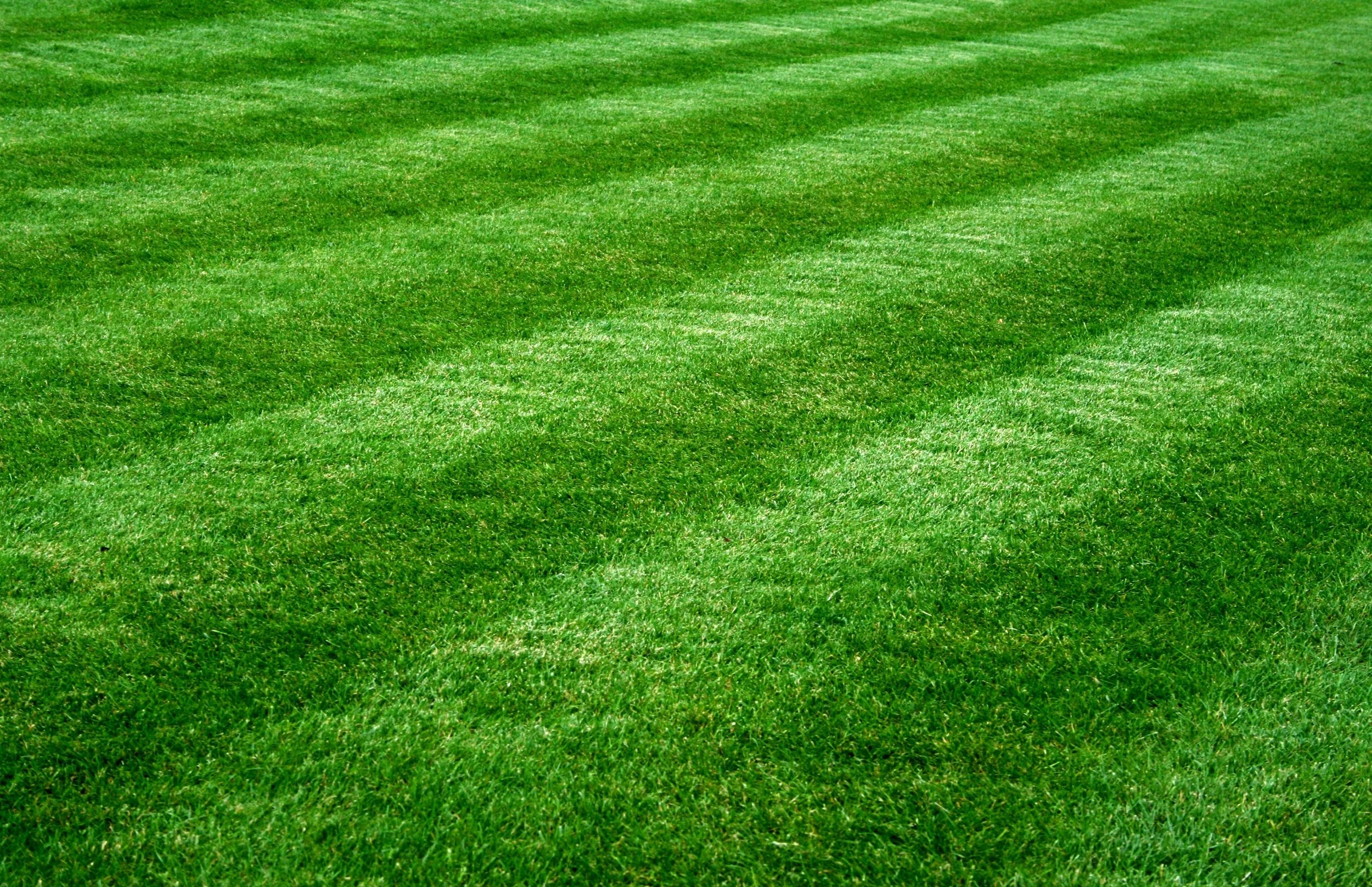 Freshly mowed lawn showing clean mowing lines during the growing season in Ashe County and Watauga County, demonstrating professional lawn care and routine lawn maintenance.