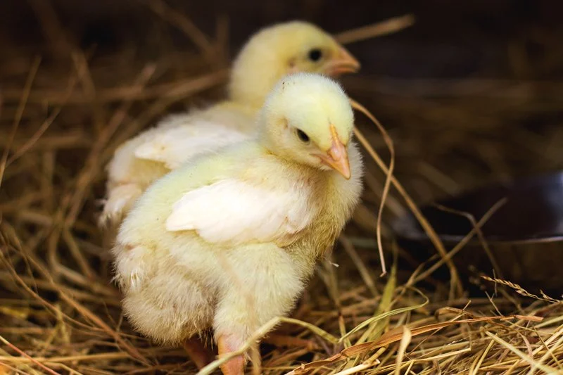 Cornish Rock Giant Chicks PICKUP April 1st