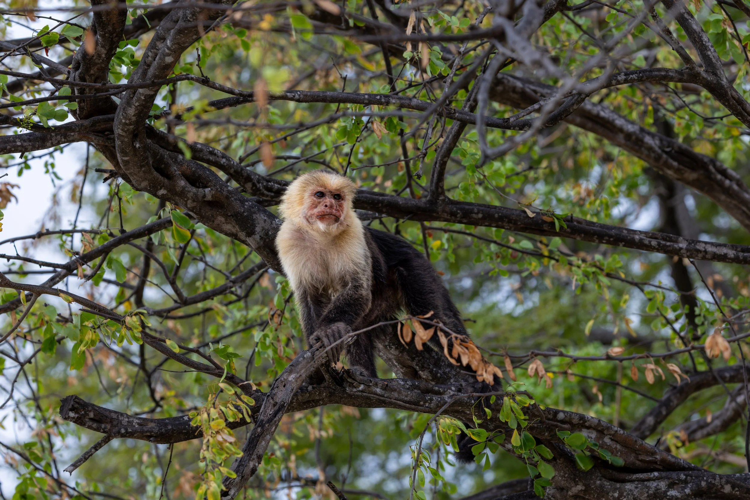 White-faced capuchin monkey sitting on tree branch, Costa Rica