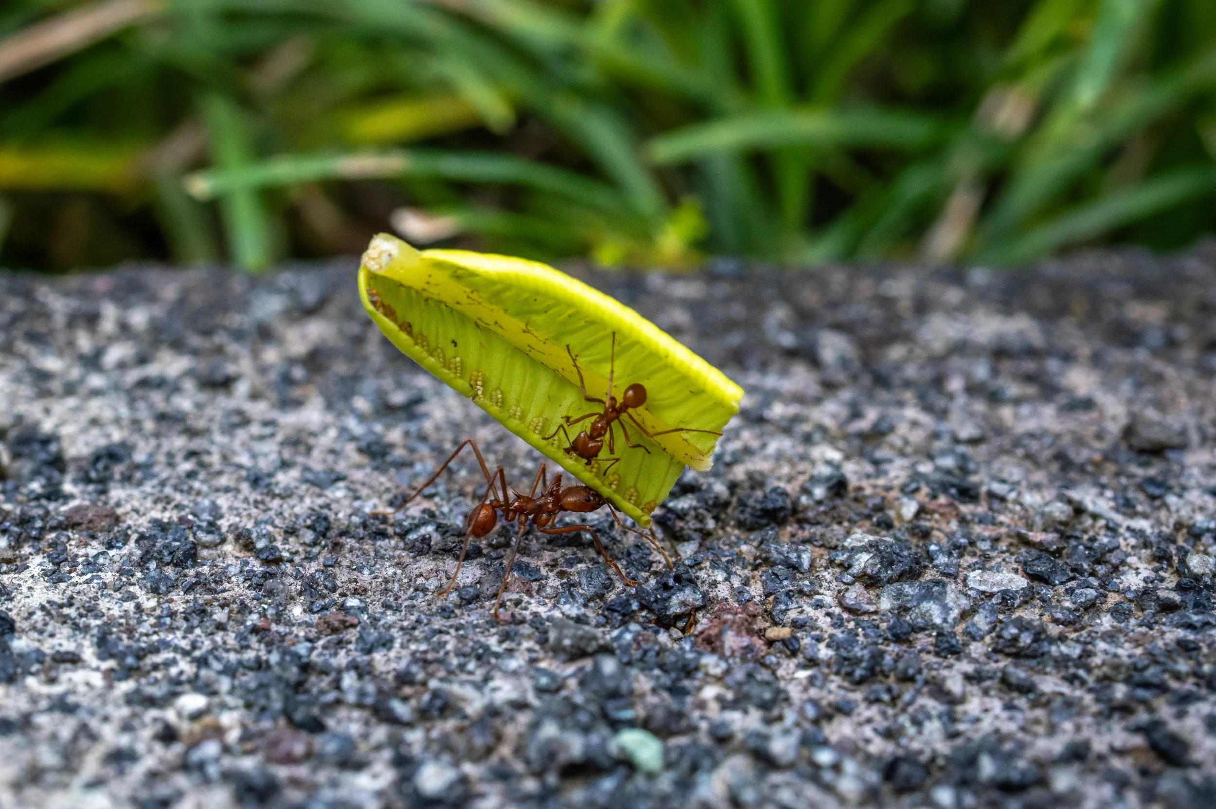 An ant carrying a piece of green plant or fruit on rough asphalt ground with green grass in the background.