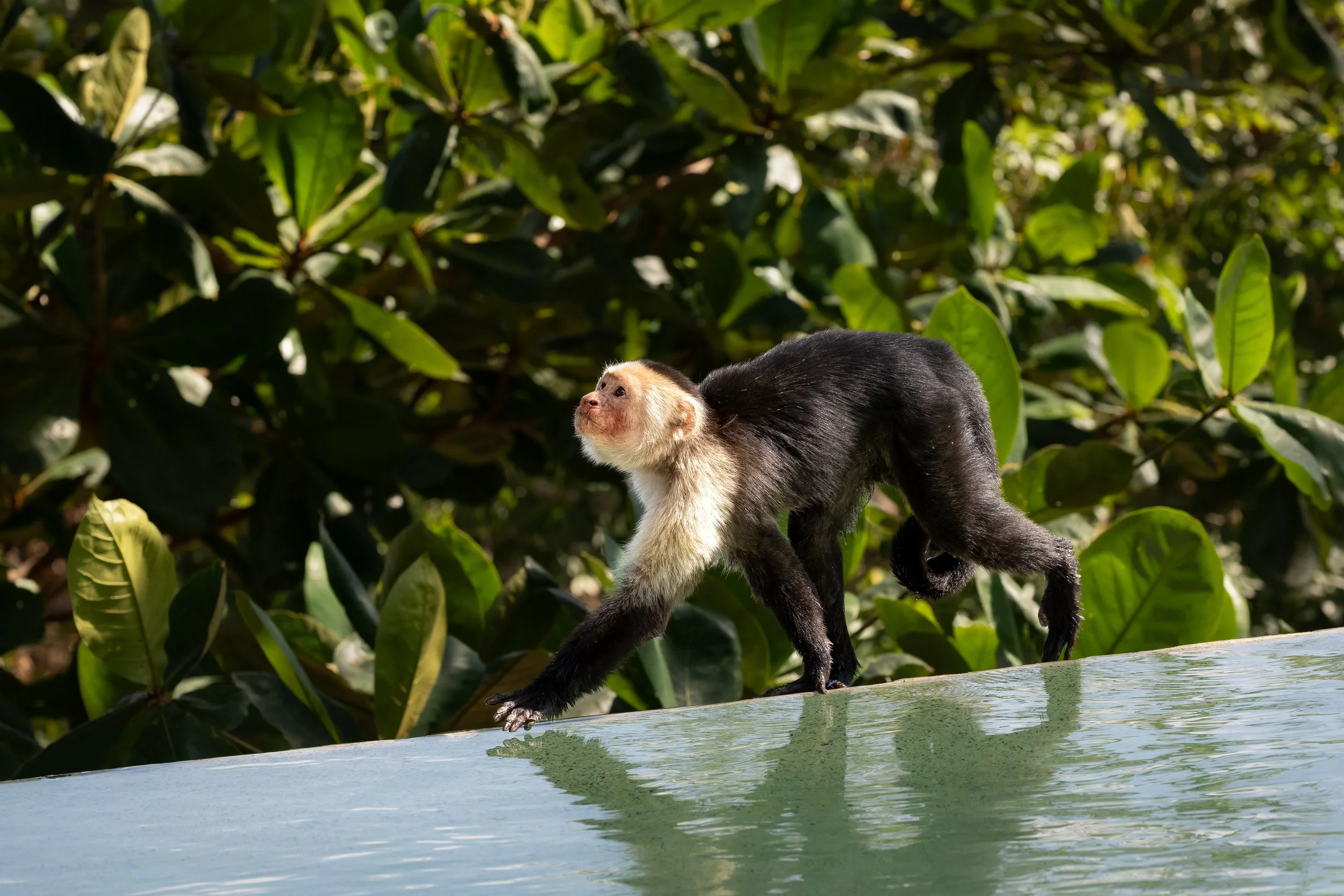 A white-faced capuchin monkey walking on a ledge with lush green foliage in the background.