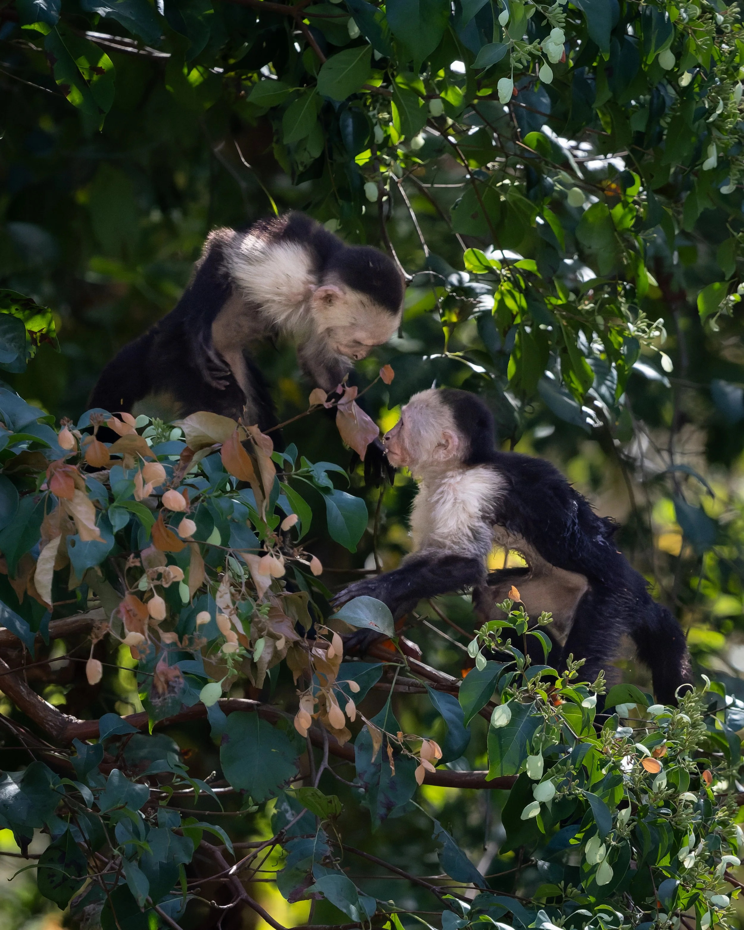 White-faced capuchin monkeys interacting in rainforest, Costa Rica