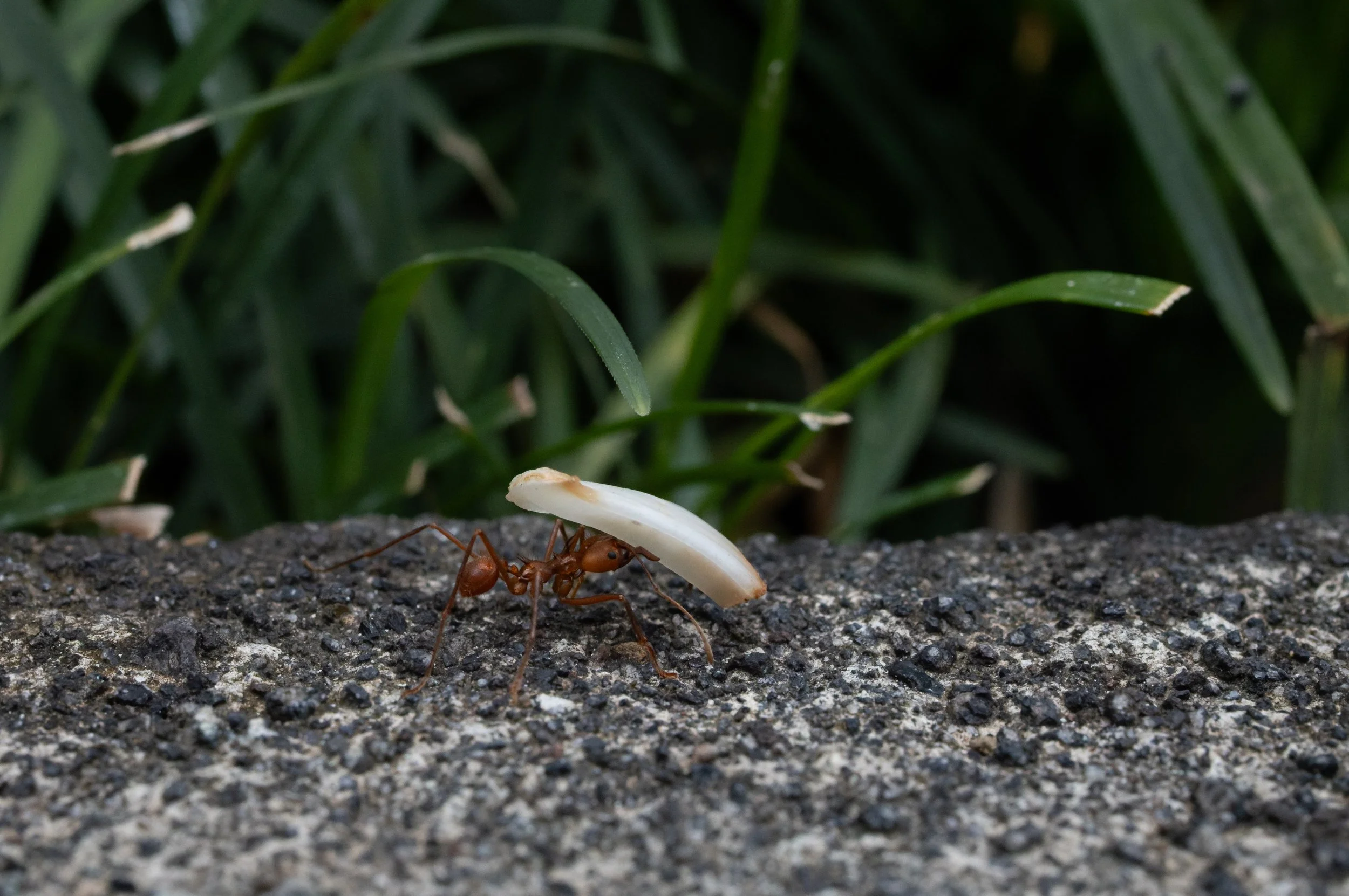 Leafcutter ant carrying leaf fragment, Costa Rica