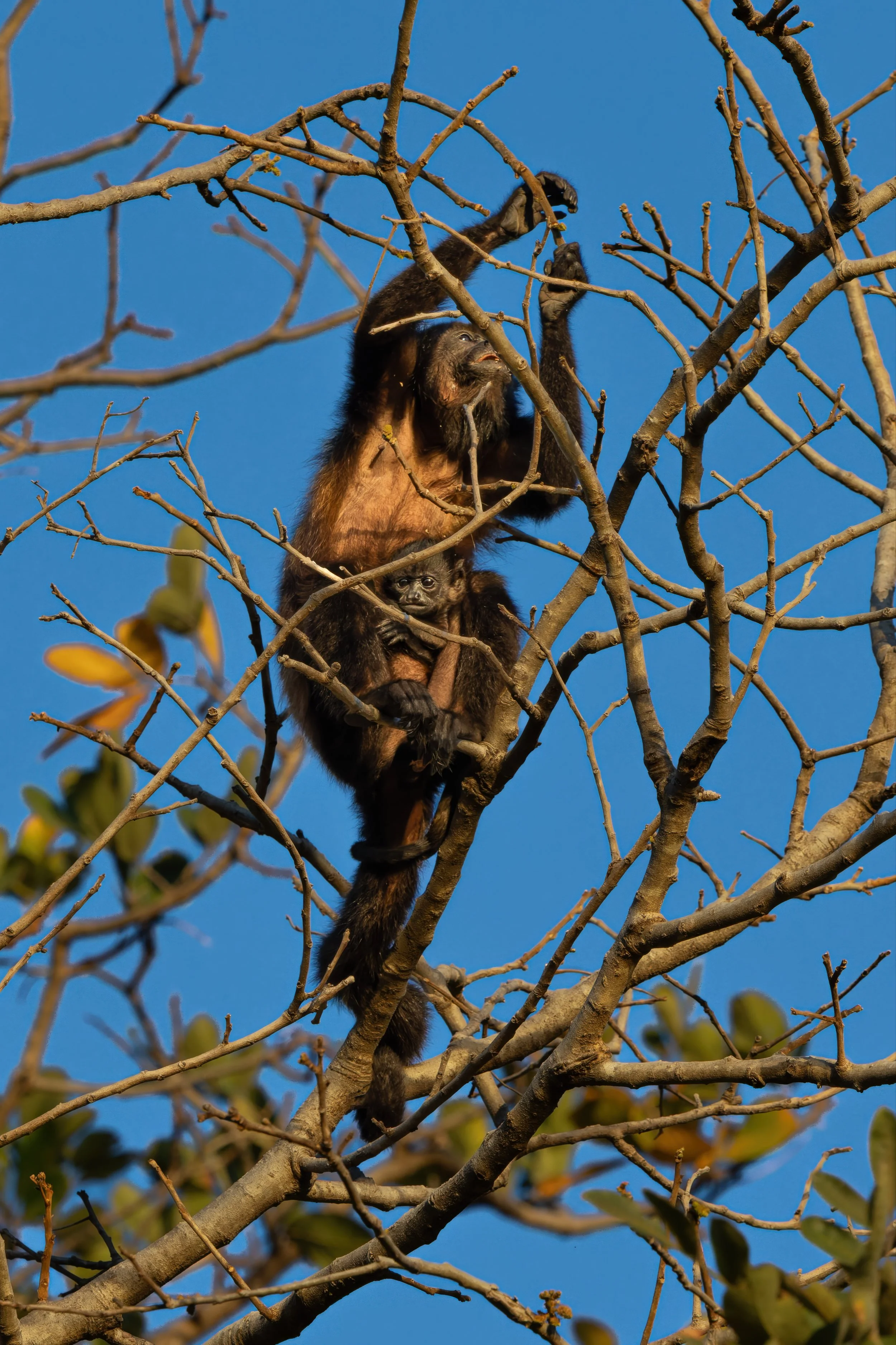 A mother orangutan and her baby sitting in a tree against a blue sky, surrounded by leafless branches.