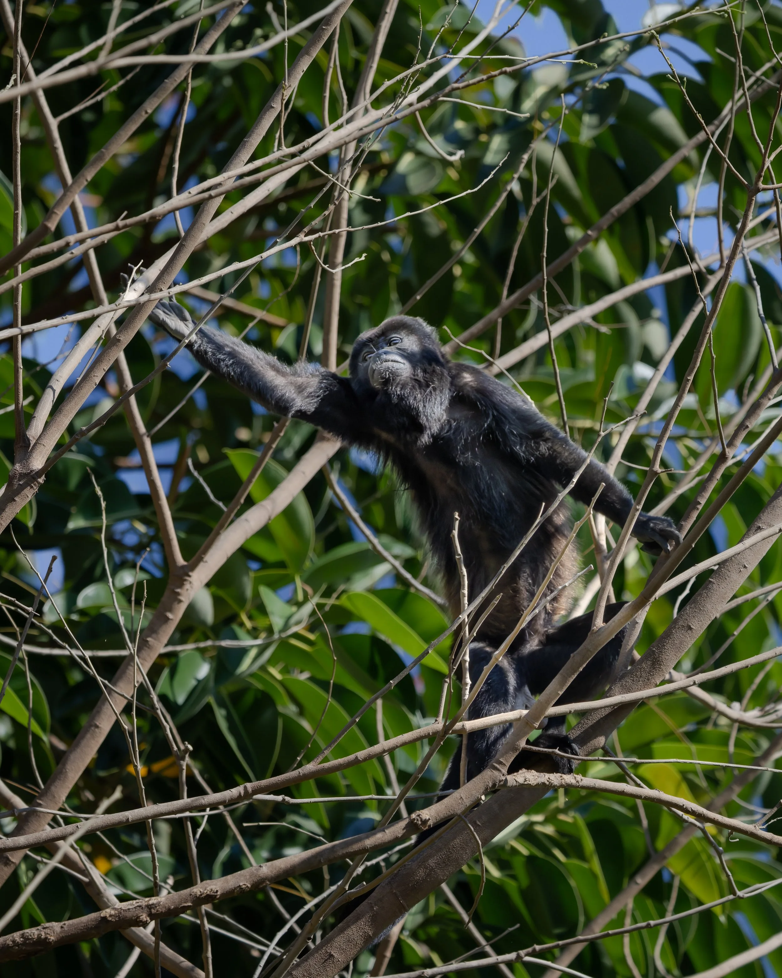 Mantled howler monkey reaching through tree branches in tropical forest canopy