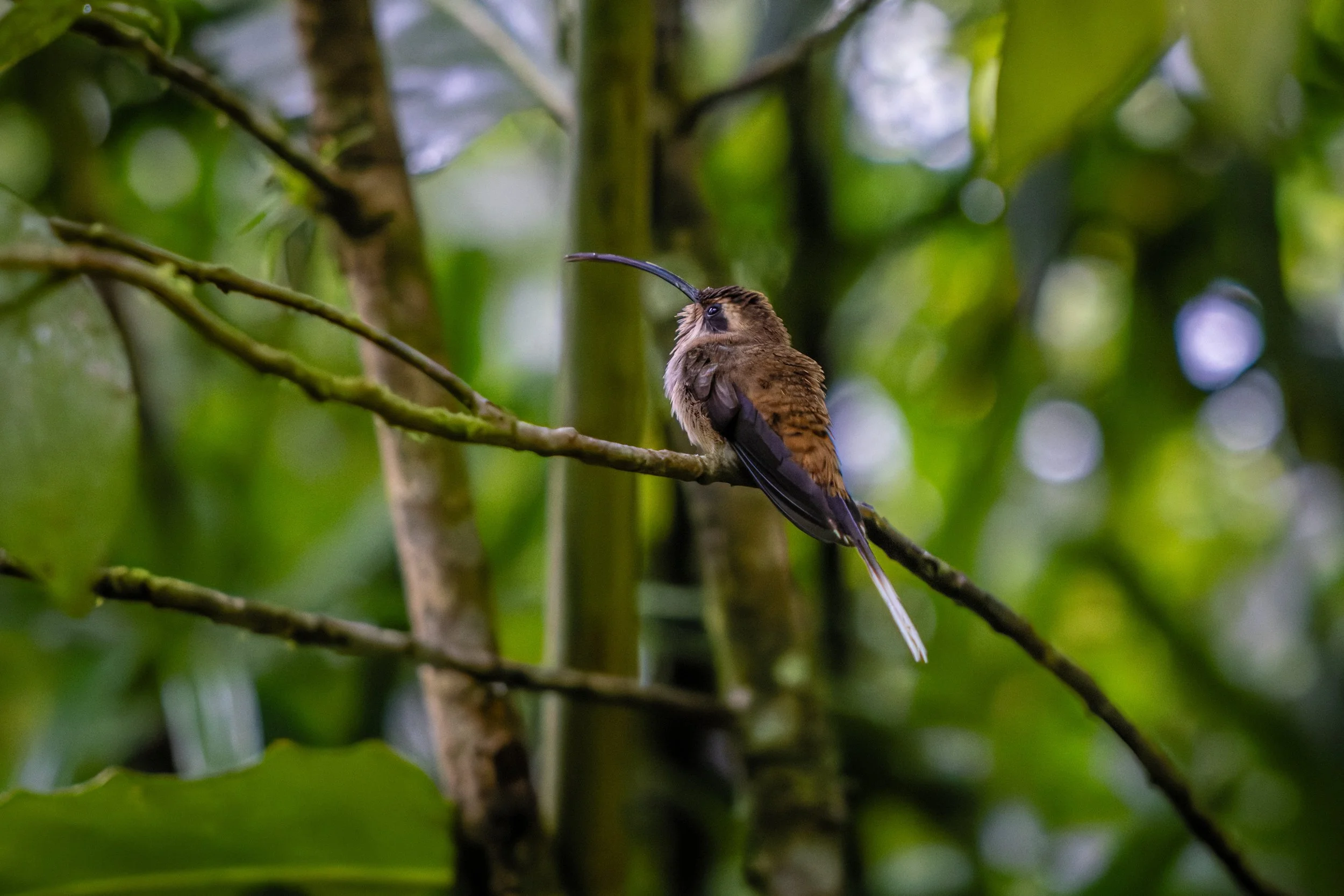 Hummingbird perched on branch, Costa Rica