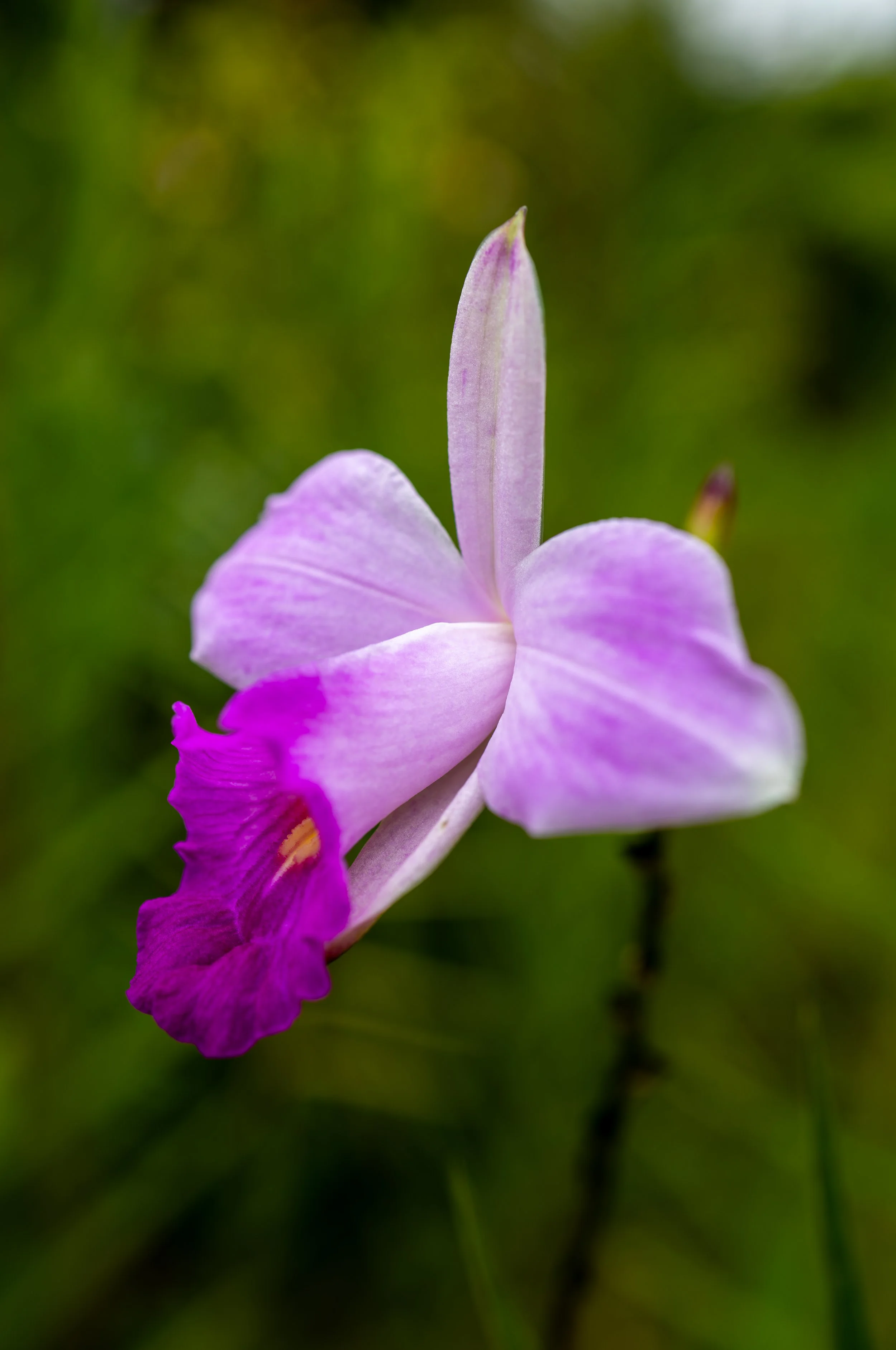 Pink cattleya orchid in bloom, Costa Rica