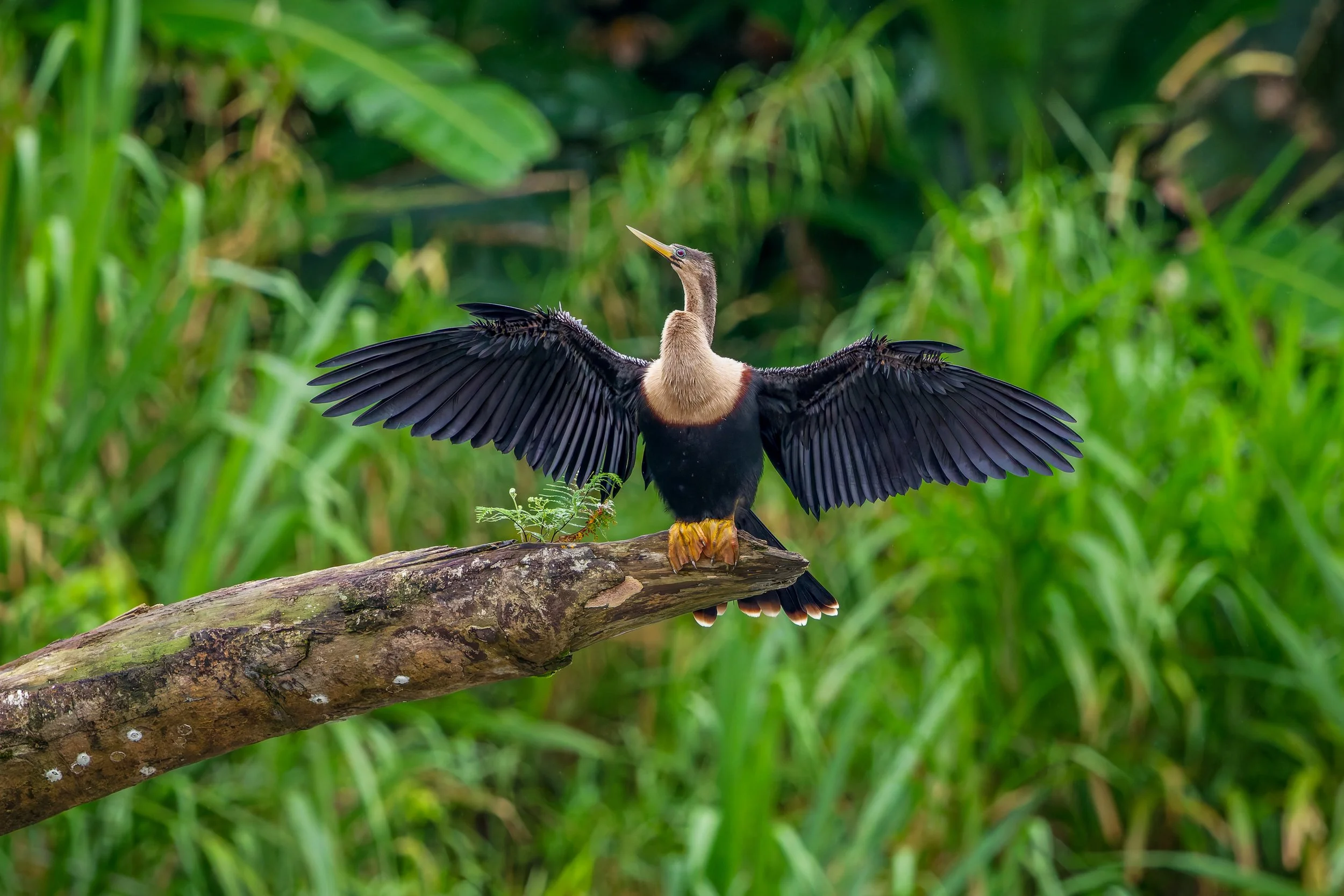 A large bird with black wings spread wide, perched on a tree branch in a green, lush jungle setting.