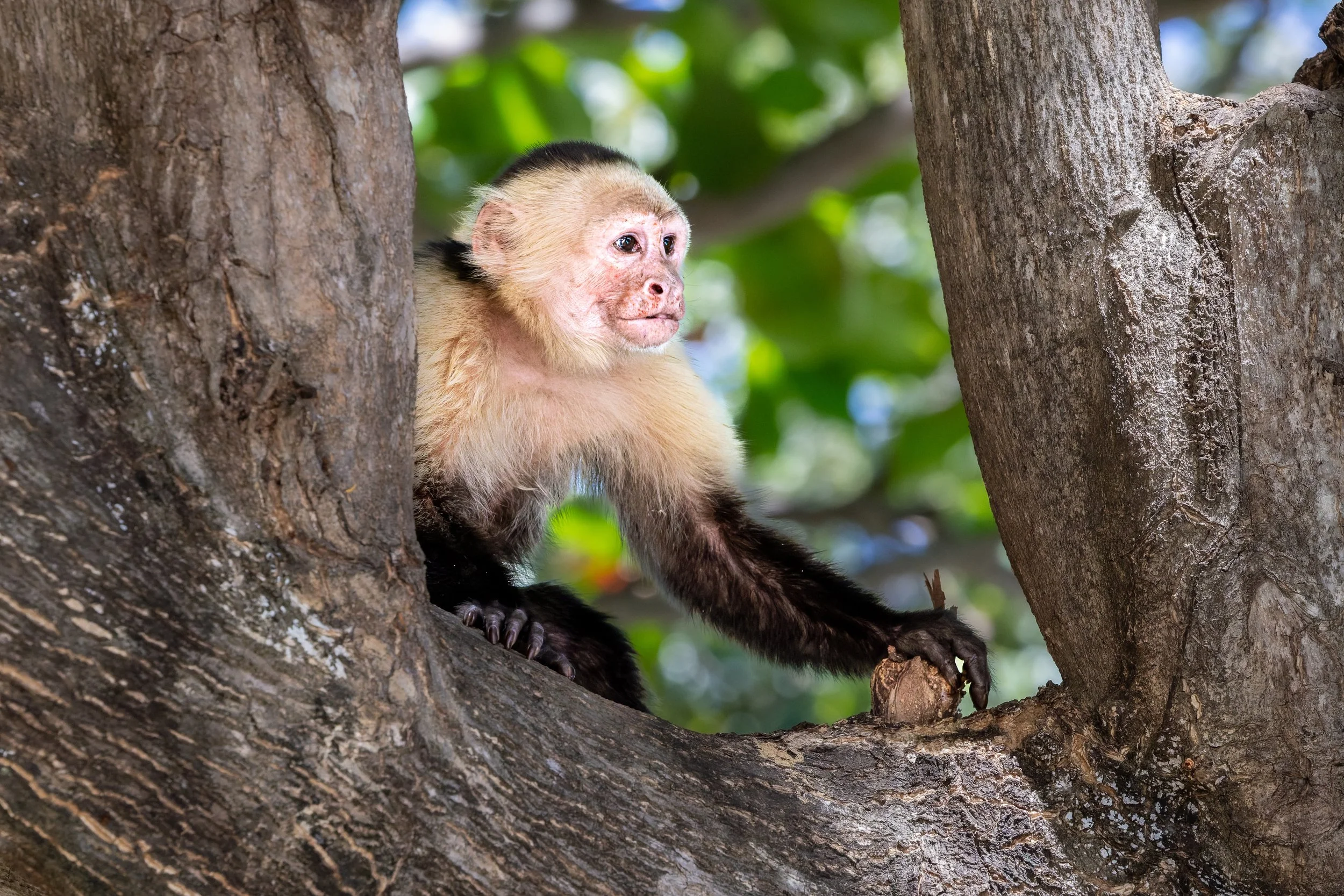 White-faced capuchin monkey looking from tree branch, Costa Rica