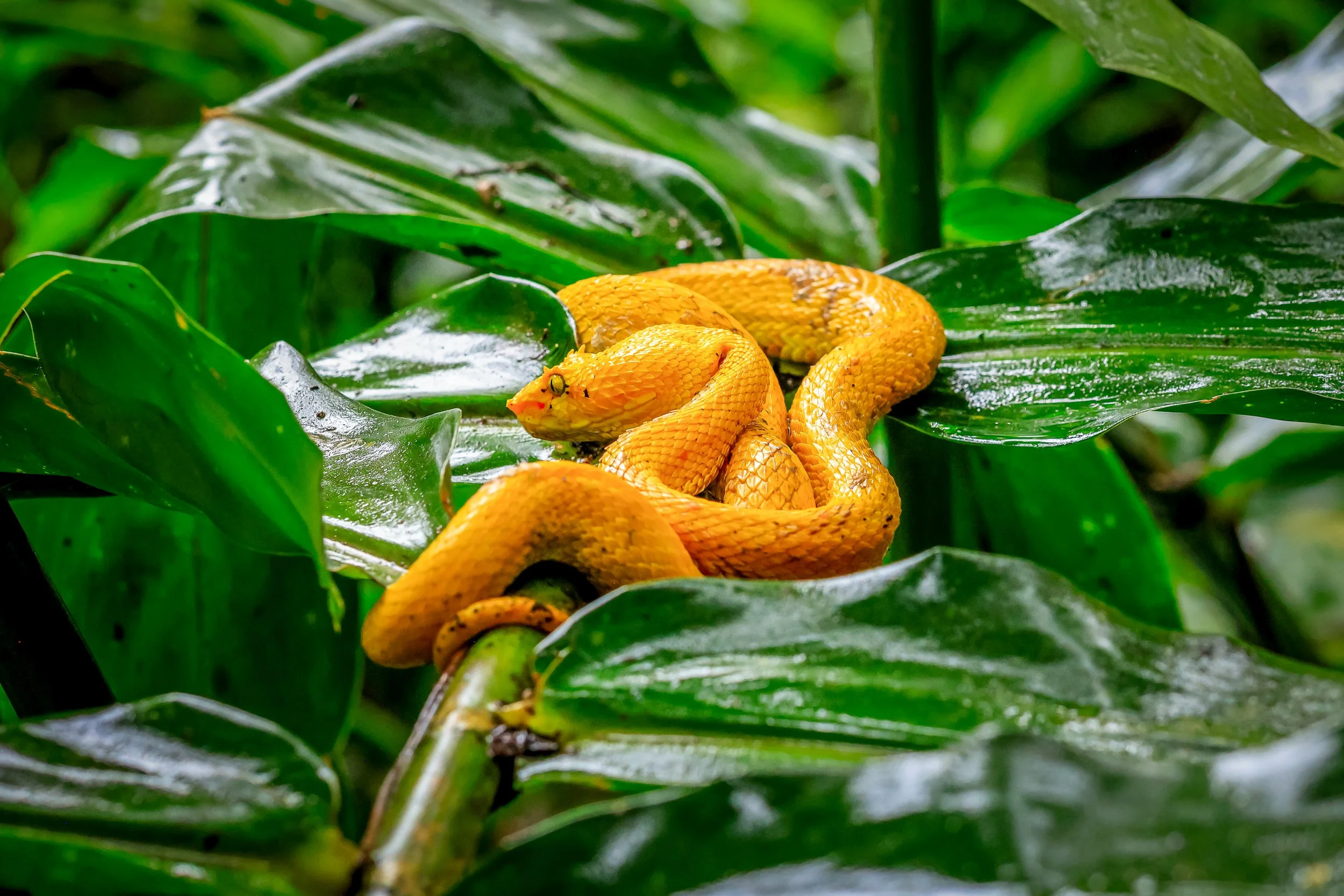 Yellow eyelash viper coiled on leaf, Costa Rica