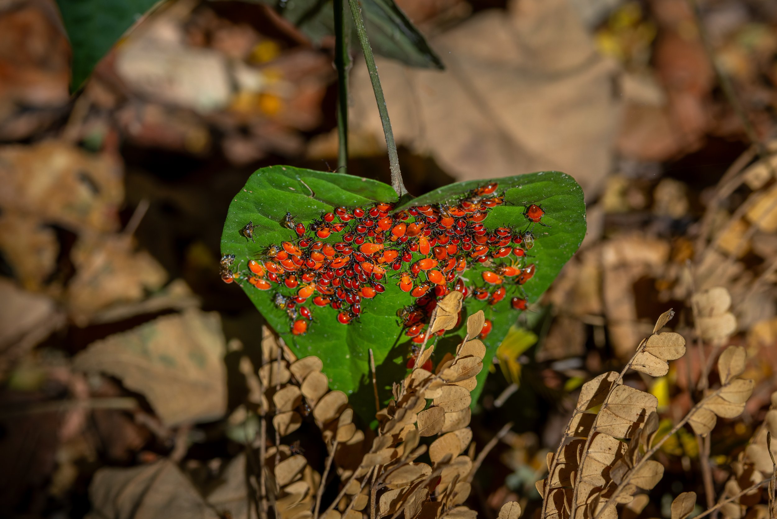Red insects clustered on a green leaf among dry leaves and plant debris.