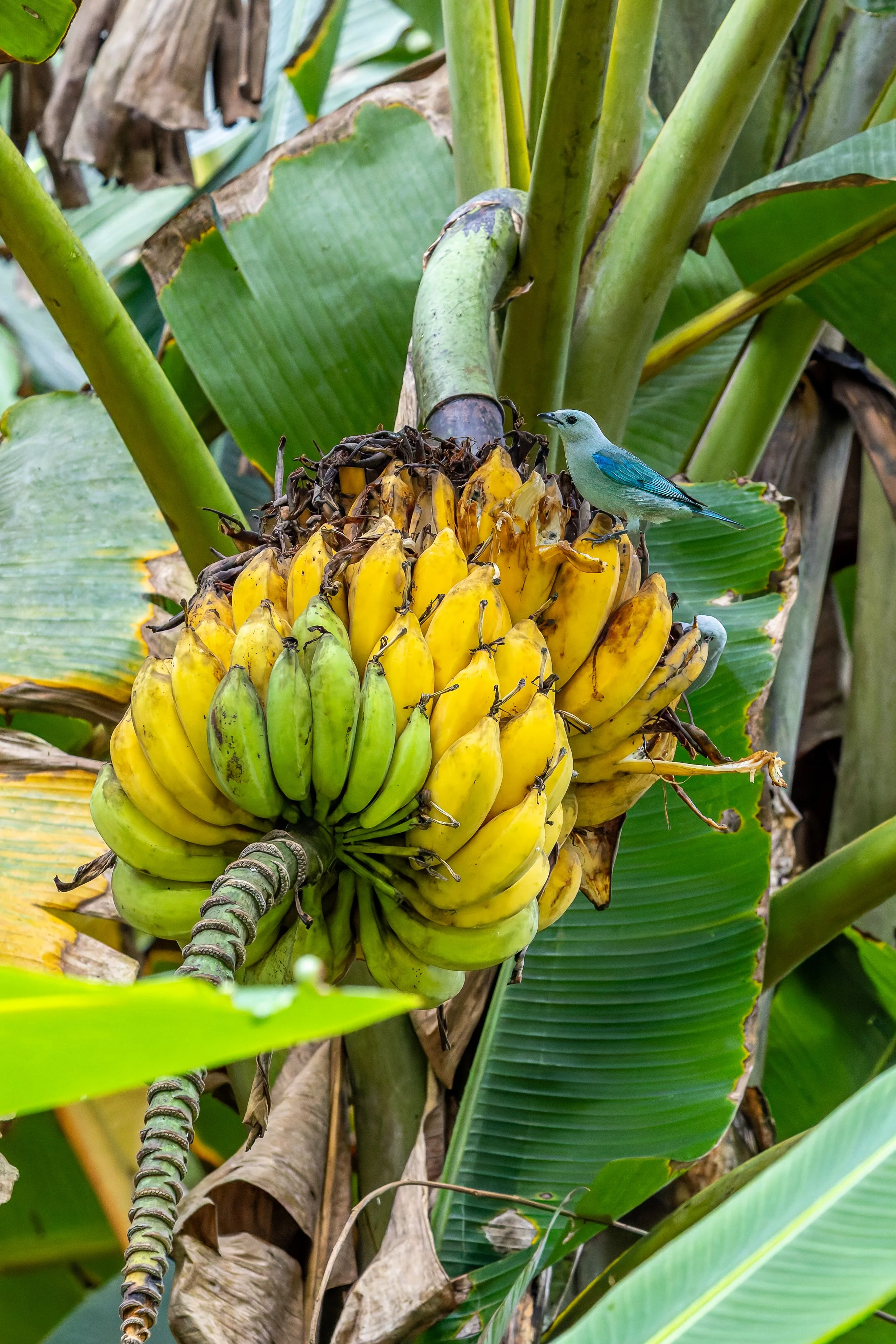 Blue-gray tanager feeding on bananas, Costa Rica