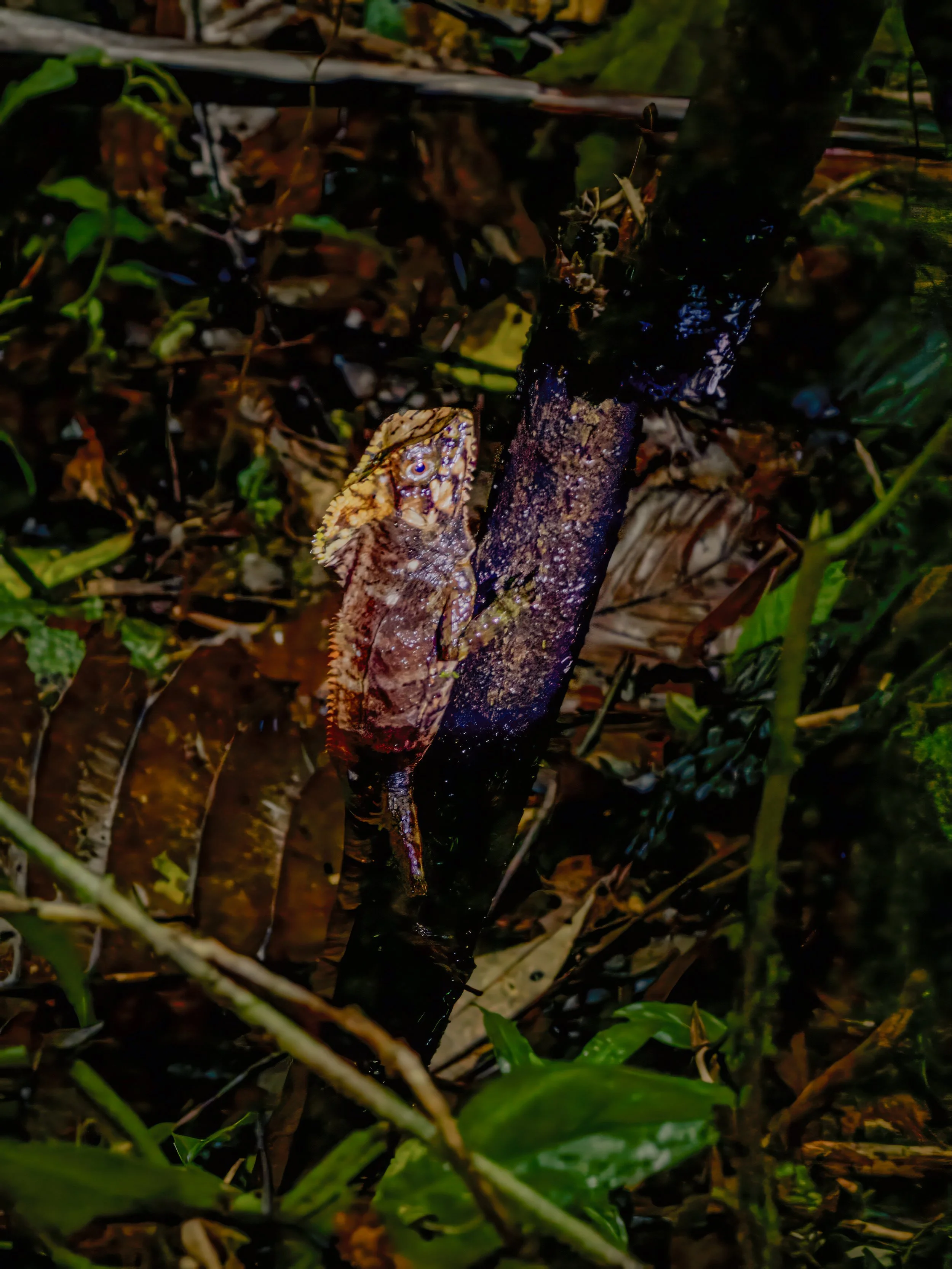 Juvenile basilisk lizard in rainforest, Costa Rica