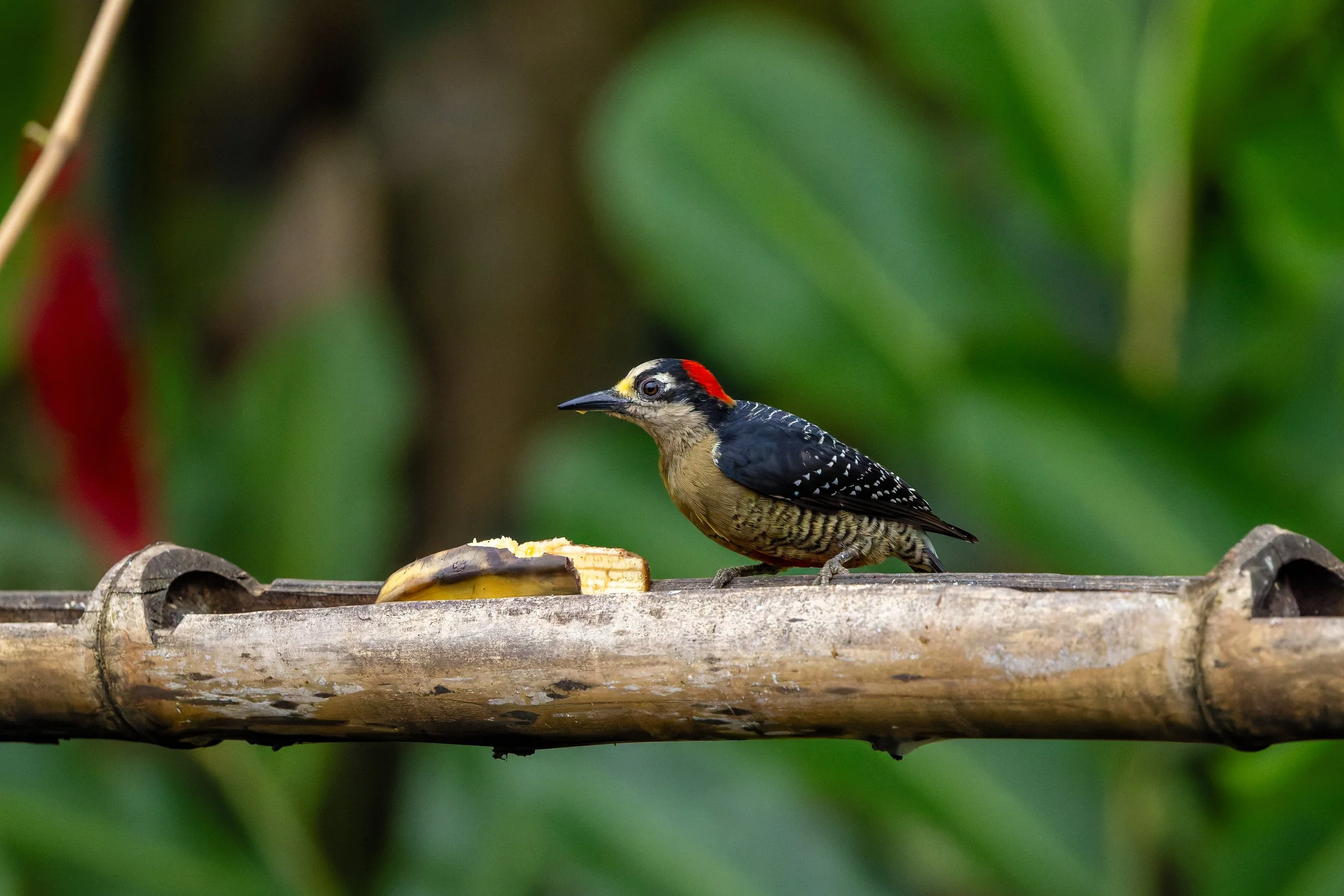 Red-crowned woodpecker feeding on banana, Costa Rica