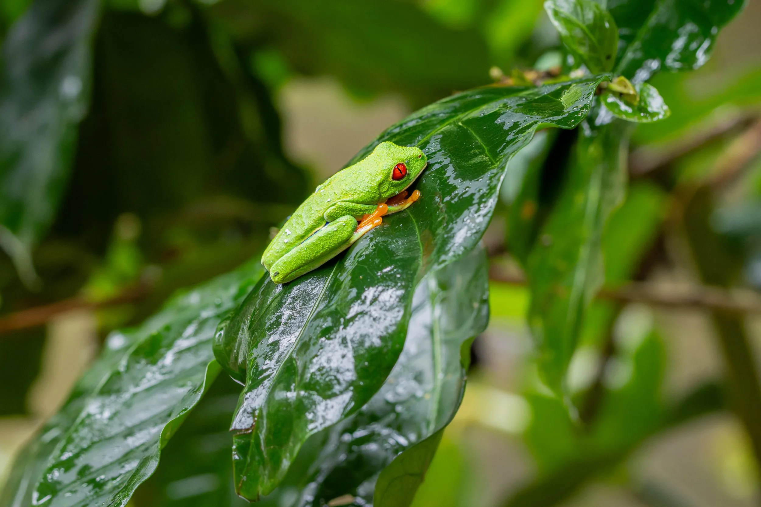 Red-eyed tree frog on leaf, Costa Rica