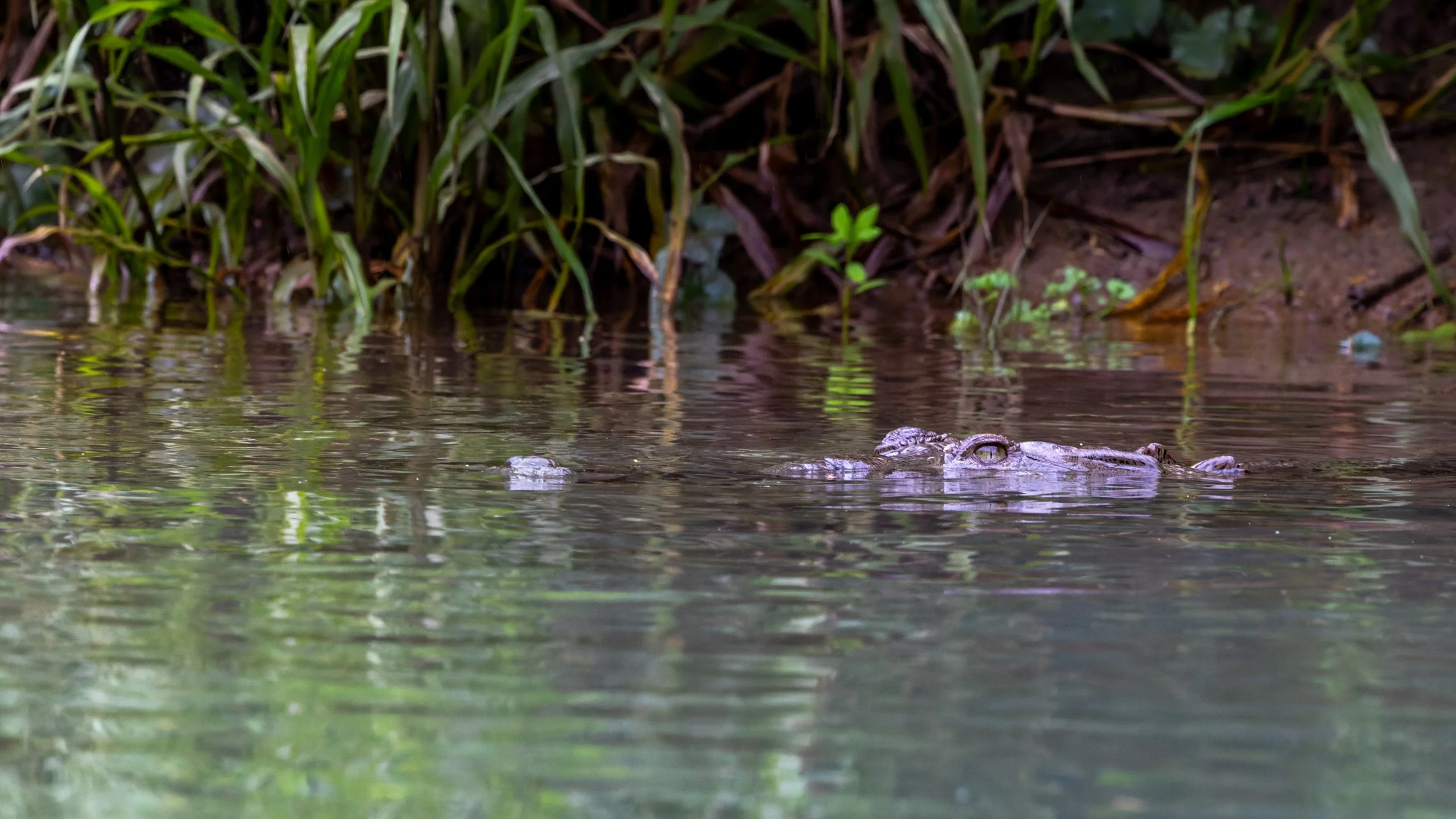 A crocodile partially submerged in water near the shoreline, with green aquatic plants and grass on the bank in the background.